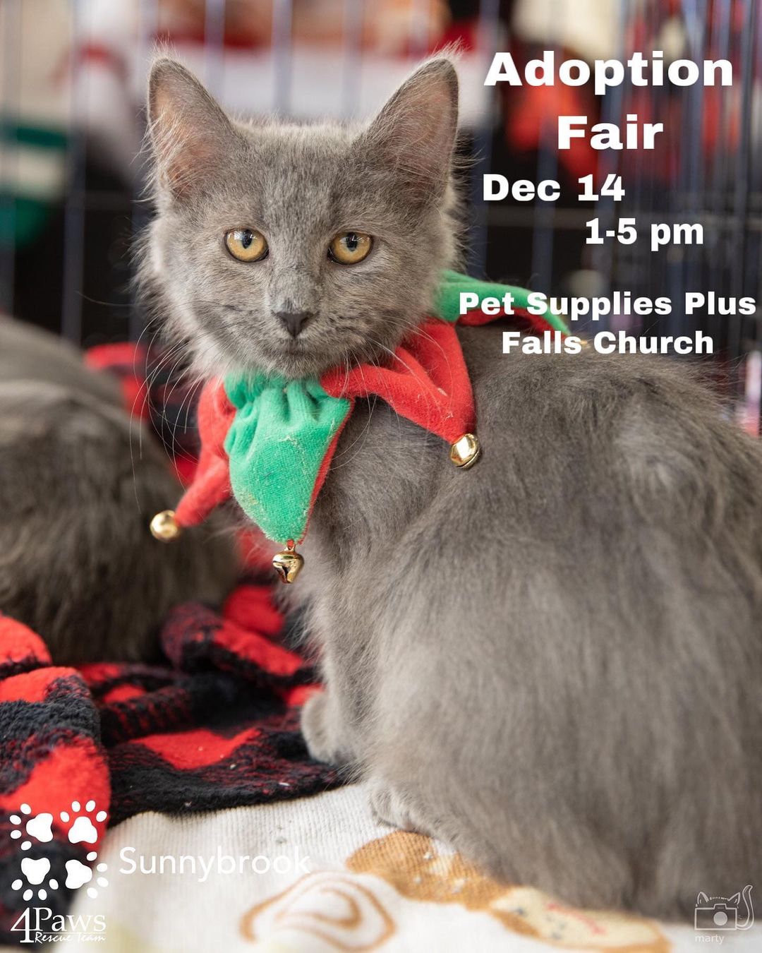 ☃️CAT ADOPTION FAIR☃️ Saturday, December 14 from 1-5pm at Pet Supplies Plus Falls Church (7502 Leesburg Pike). Last adoption fair of the year, so come on out and meet some festive kitties! <a target='_blank' href='https://www.instagram.com/explore/tags/adoptdontshop/'>#adoptdontshop</a> <a target='_blank' href='https://www.instagram.com/explore/tags/cat/'>#cat</a> <a target='_blank' href='https://www.instagram.com/explore/tags/cats/'>#cats</a> <a target='_blank' href='https://www.instagram.com/explore/tags/catsofinstagram/'>#catsofinstagram</a> <a target='_blank' href='https://www.instagram.com/explore/tags/caturday/'>#caturday</a> <a target='_blank' href='https://www.instagram.com/explore/tags/kittens/'>#kittens</a> <a target='_blank' href='https://www.instagram.com/explore/tags/adoptdontshop/'>#adoptdontshop</a>🐾 <a target='_blank' href='https://www.instagram.com/explore/tags/fallschurchva/'>#fallschurchva</a> <a target='_blank' href='https://www.instagram.com/explore/tags/petsuppliesplus/'>#petsuppliesplus</a>