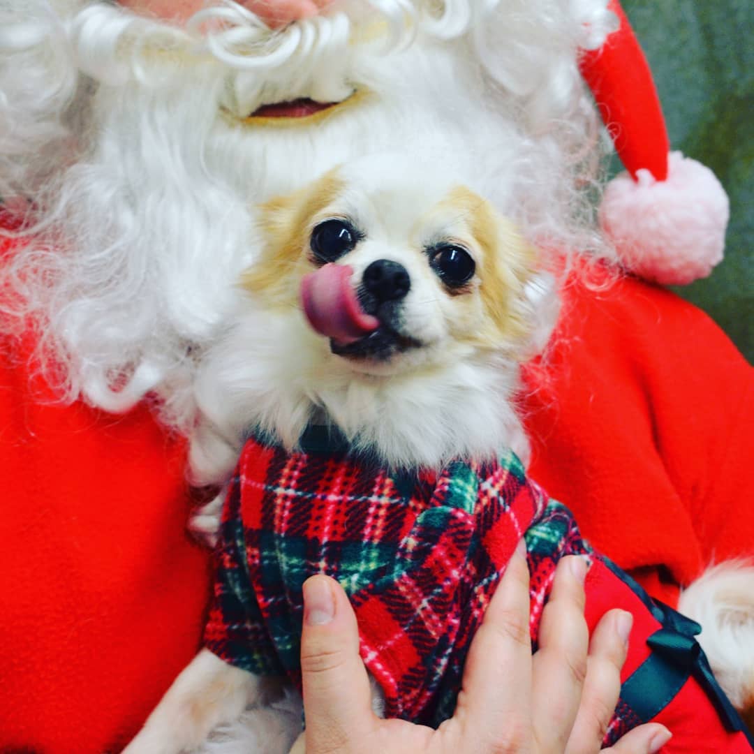 Our special little Miss LuLu is officially on her 30 day trial adoption! Here are her Santa photos and a picture of her with her new mama! <a target='_blank' href='https://www.instagram.com/explore/tags/IPSDR/'>#IPSDR</a> <a target='_blank' href='https://www.instagram.com/explore/tags/seniordogsrock/'>#seniordogsrock</a> <a target='_blank' href='https://www.instagram.com/explore/tags/dogsofinstagram/'>#dogsofinstagram</a> <a target='_blank' href='https://www.instagram.com/explore/tags/adoptdontshop/'>#adoptdontshop</a> <a target='_blank' href='https://www.instagram.com/explore/tags/olddogsrule/'>#olddogsrule</a> <a target='_blank' href='https://www.instagram.com/explore/tags/fosteringsaveslives/'>#fosteringsaveslives</a>