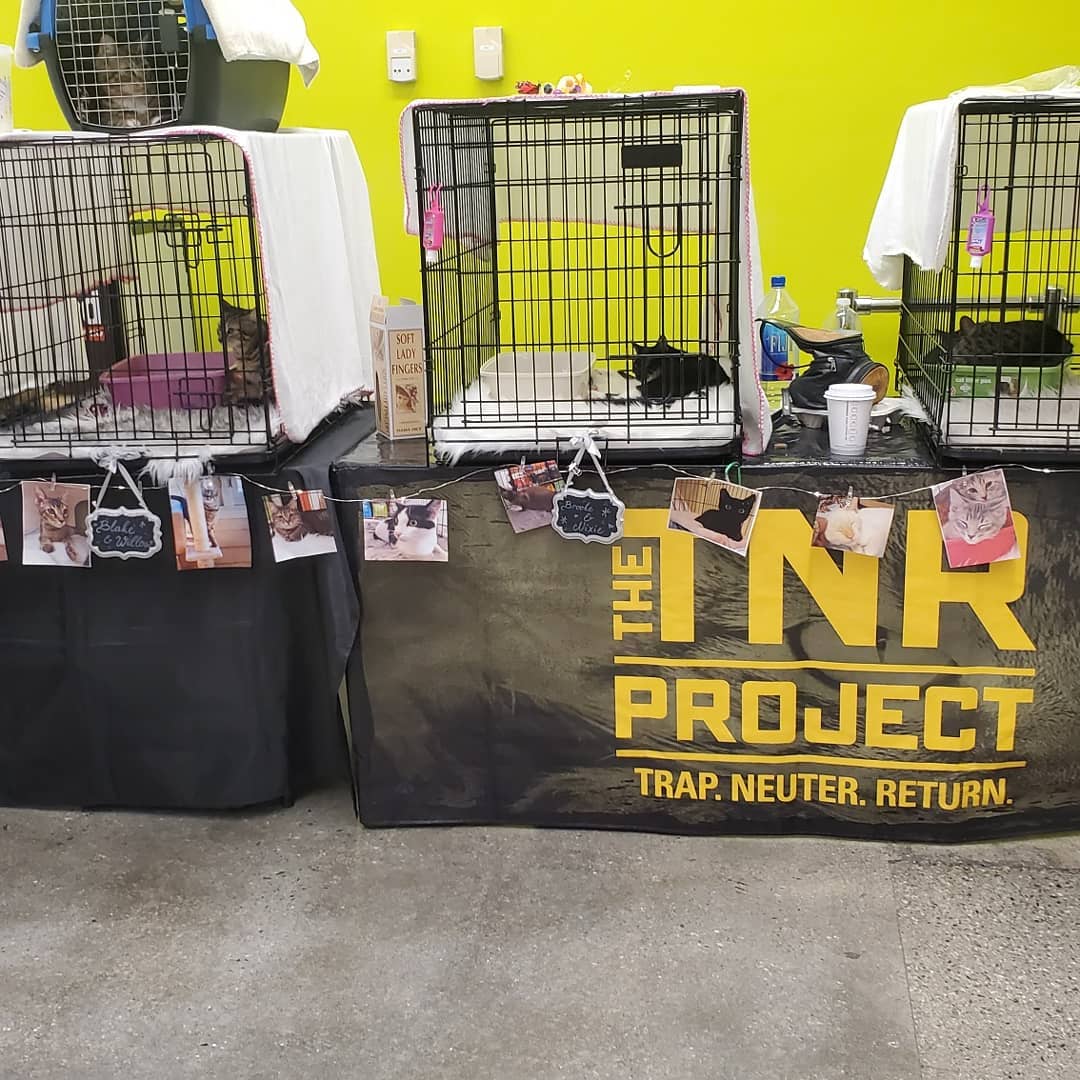 Adoptions today from 2-5pm at <a target='_blank' href='https://www.instagram.com/explore/tags/unleashedpetcoMonrovia/'>#unleashedpetcoMonrovia</a>! Come see all are wonderful Street kitties who are looking for Holiday Homes. Adoption donations are $100 for one or a pair. All kitties come with vaccinations, microchips, combo test, spay or neuter, flea treatment and deworming.
Help us find forever homes so we can pull more kitties from the streets when we TNR.
Thank you for supporting your local TNR groups who work tirelessly to fix all adults on the streets and get the kittens off of them. You can help be the solution and help shelters and rescues truly go <a target='_blank' href='https://www.instagram.com/explore/tags/nokill/'>#nokill</a>. TNR saves lives! Join the movement, ask us how! Happy holidays from the TNR project!

<a target='_blank' href='https://www.instagram.com/explore/tags/happyholidays/'>#happyholidays</a> <a target='_blank' href='https://www.instagram.com/explore/tags/thetnrproject/'>#thetnrproject</a> <a target='_blank' href='https://www.instagram.com/explore/tags/adoptdontshop/'>#adoptdontshop</a> <a target='_blank' href='https://www.instagram.com/explore/tags/petco/'>#petco</a> <a target='_blank' href='https://www.instagram.com/explore/tags/streetlove/'>#streetlove</a>