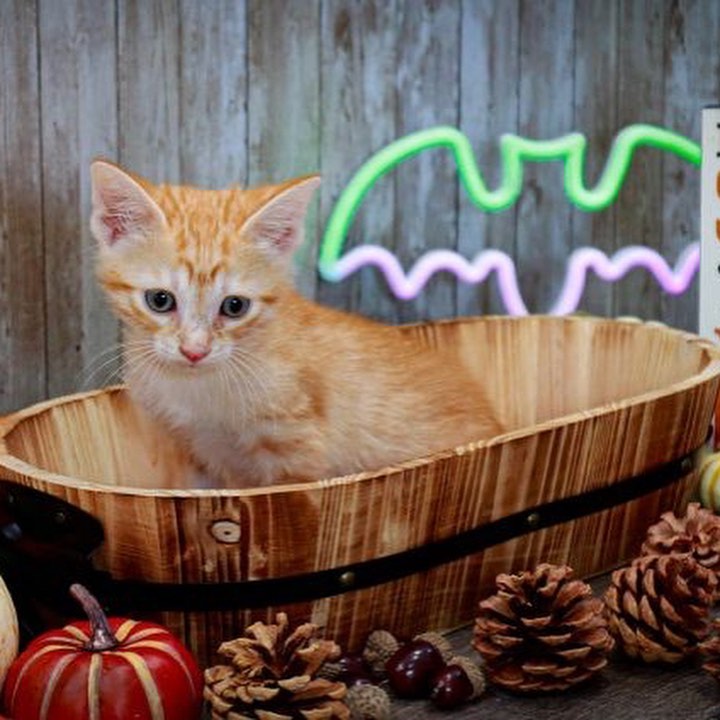 Buddy is a part of Callie's litter. He is the short hair orange tabby and loves to play! His litter mates are (Lee, Wesley, Dustin, and Tim) who are also on Petfinder.
Buddy is looking for his forever home!  <a target='_blank' href='https://www.instagram.com/explore/tags/adopt/'>#adopt</a> <a target='_blank' href='https://www.instagram.com/explore/tags/adoption/'>#adoption</a> <a target='_blank' href='https://www.instagram.com/explore/tags/texas/'>#texas</a> <a target='_blank' href='https://www.instagram.com/explore/tags/cat/'>#cat</a> <a target='_blank' href='https://www.instagram.com/explore/tags/cats/'>#cats</a> <a target='_blank' href='https://www.instagram.com/explore/tags/catsofinstagram/'>#catsofinstagram</a> <a target='_blank' href='https://www.instagram.com/explore/tags/rescue/'>#rescue</a> <a target='_blank' href='https://www.instagram.com/explore/tags/nonprofit/'>#nonprofit</a> <a target='_blank' href='https://www.instagram.com/explore/tags/texasadoption/'>#texasadoption</a> <a target='_blank' href='https://www.instagram.com/explore/tags/DFWrescue/'>#DFWrescue</a>