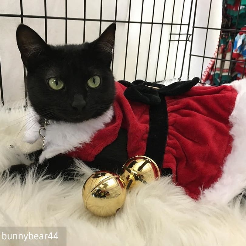 She doesn’t want a lot for Christmas, there is just one thing she needs!! Make her wish come true this Christmas!!! All she wants is you!!! Sabine, lots of purrsonality 😉 she’s funny, playful, charming, sassy, classy, and loving 🥰 - <a target='_blank' href='https://www.instagram.com/explore/tags/regrann/'>#regrann</a>
Reposted from @bunnybear44 (@get_regrann) 
Come see her at adoptions this Saturday from 2pm-5pm! <a target='_blank' href='https://www.instagram.com/explore/tags/bestgiftever/'>#bestgiftever</a> <a target='_blank' href='https://www.instagram.com/explore/tags/adoptdontshop/'>#adoptdontshop</a> <a target='_blank' href='https://www.instagram.com/explore/tags/tnrsaveslives/'>#tnrsaveslives</a> <a target='_blank' href='https://www.instagram.com/explore/tags/petco/'>#petco</a>