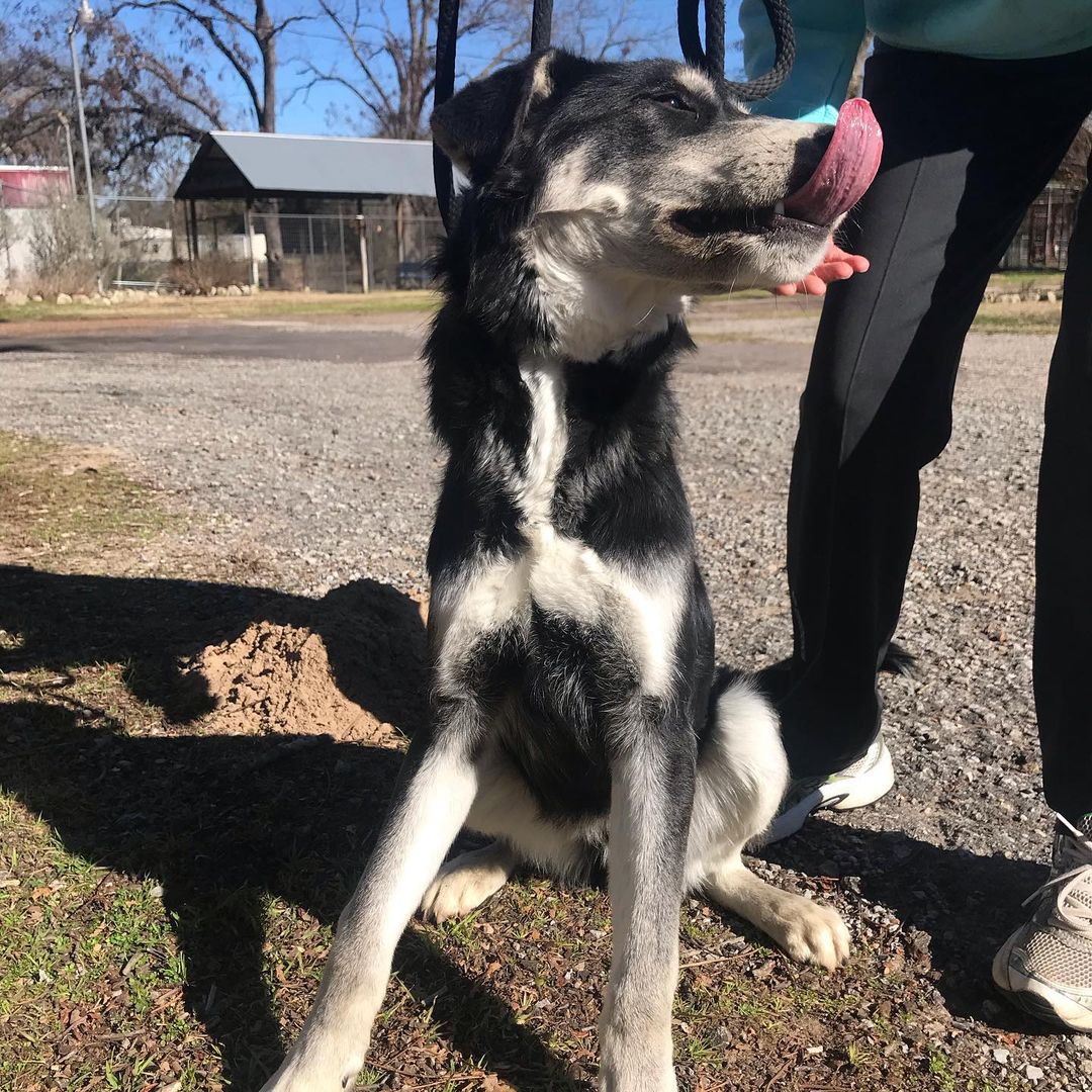 Today Fred was ADOPTED!!! We are so glad to say he gets to home with his new loving family! <a target='_blank' href='https://www.instagram.com/explore/tags/petsfurpeople/'>#petsfurpeople</a> <a target='_blank' href='https://www.instagram.com/explore/tags/adoptdontshop/'>#adoptdontshop</a> <a target='_blank' href='https://www.instagram.com/explore/tags/rescuedismyfavoritebreed/'>#rescuedismyfavoritebreed</a> <a target='_blank' href='https://www.instagram.com/explore/tags/tylertx/'>#tylertx</a>