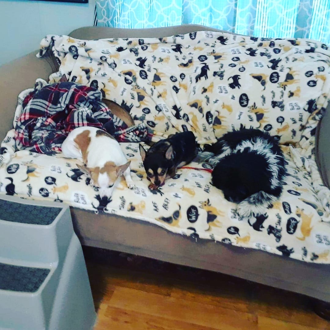 Oscar the grouch decided today was the day! He got up on the couch to spend some time with his foster siblings and then he would get on foster mama's LAP on the big bed!! Eeekkk GO Oscar!! <a target='_blank' href='https://www.instagram.com/explore/tags/IPSDR/'>#IPSDR</a> <a target='_blank' href='https://www.instagram.com/explore/tags/seniordogsrock/'>#seniordogsrock</a> <a target='_blank' href='https://www.instagram.com/explore/tags/dogsofinstagram/'>#dogsofinstagram</a> <a target='_blank' href='https://www.instagram.com/explore/tags/shihtzusofinstagram/'>#shihtzusofinstagram</a>  <a target='_blank' href='https://www.instagram.com/explore/tags/fosteringsaveslives/'>#fosteringsaveslives</a> <a target='_blank' href='https://www.instagram.com/explore/tags/adoptdontshop/'>#adoptdontshop</a>