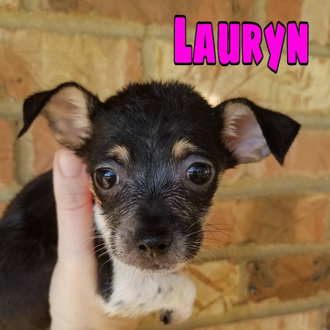 Born 09/11/2019

Mom is a 15lb long/wire-haired Jack Russell Terrier/dachshund (total guess) mix. Unsure of what dad was. Puppies weighed between 1.9-3lbs at their 6 week checkup. So they are tracking to stay on the smaller side. .
.
They will be debuted at the Lola & Penelope's (Clayton location) event this Saturday, November 9th from 11-2. Interested adopters may pre-apply. But, we will not be selecting applicants until after we meet people at the event. We ONLY do adoptions within the metro St. Louis area.
.
.
Our adoption application: https://forms.gle/mfFV3ByMhFySZeSk6 .
.
.
<a target='_blank' href='https://www.instagram.com/explore/tags/stlouisdogs/'>#stlouisdogs</a> <a target='_blank' href='https://www.instagram.com/explore/tags/stldogs/'>#stldogs</a> <a target='_blank' href='https://www.instagram.com/explore/tags/availableforadoption/'>#availableforadoption</a> <a target='_blank' href='https://www.instagram.com/explore/tags/adoptionevent/'>#adoptionevent</a> <a target='_blank' href='https://www.instagram.com/explore/tags/adoptables/'>#adoptables</a> <a target='_blank' href='https://www.instagram.com/explore/tags/jackrussellmix/'>#jackrussellmix</a> <a target='_blank' href='https://www.instagram.com/explore/tags/tiny/'>#tiny</a> <a target='_blank' href='https://www.instagram.com/explore/tags/puppylove/'>#puppylove</a>