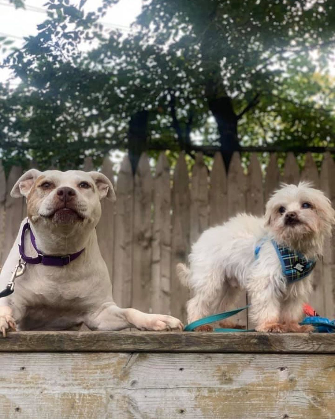 <a target='_blank' href='https://www.instagram.com/explore/tags/adoptable/'>#adoptable</a> Diamond is joined by her smallest friend in celebrating our final count down to our fundraiser this Sunday, 10/27!

We are thrilled about this donation of a $75 bespoke floral design by Bronxville’s own Tryforos and Pernice. Thank you for helping us continue to support shelter animals like Diamond, with foster and vet expenses as they arise. Tickets to our fundraiser can be found here while they last! https://www.bestbullies.org/product-page/best-bullies-2019-fundraiser-ticket

Please SHARE and help us find Diamond’s forever home! ❤️