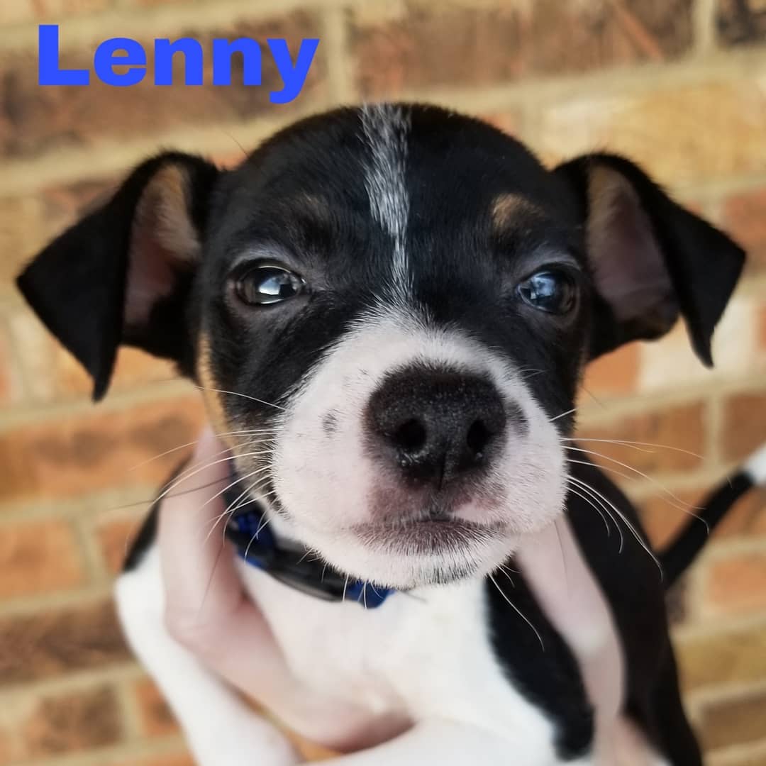 Born 09/11/2019

Mom is a 15lb long/wire-haired Jack Russell Terrier/dachshund (total guess) mix. Unsure of what dad was. Puppies weighed between 1.9-3lbs at their 6 week checkup. So they are tracking to stay on the smaller side. .
.
They will be debuted at the Lola & Penelope's (Clayton location) event this Saturday, November 9th from 11-2. Interested adopters may pre-apply. But, we will not be selecting applicants until after we meet people at the event. We ONLY do adoptions within the metro St. Louis area.
.
.
Our adoption application: https://forms.gle/mfFV3ByMhFySZeSk6 .
.
.
<a target='_blank' href='https://www.instagram.com/explore/tags/stlouisdogs/'>#stlouisdogs</a> <a target='_blank' href='https://www.instagram.com/explore/tags/stldogs/'>#stldogs</a> <a target='_blank' href='https://www.instagram.com/explore/tags/availableforadoption/'>#availableforadoption</a> <a target='_blank' href='https://www.instagram.com/explore/tags/adoptionevent/'>#adoptionevent</a> <a target='_blank' href='https://www.instagram.com/explore/tags/adoptables/'>#adoptables</a> <a target='_blank' href='https://www.instagram.com/explore/tags/jackrussellmix/'>#jackrussellmix</a> <a target='_blank' href='https://www.instagram.com/explore/tags/tiny/'>#tiny</a> <a target='_blank' href='https://www.instagram.com/explore/tags/puppylove/'>#puppylove</a>