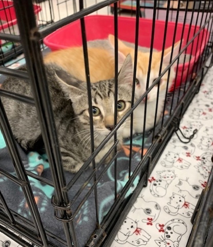 Wesley is a part of Callie's litter. A very sweet loving orange tabby. He has a bit of white on his face and chest. His litter mates are (Lee, Dustin, Tim, and Buddy) who are also on Petfinder. Wesley is looking for his forever home.

<a target='_blank' href='https://www.instagram.com/explore/tags/adopt/'>#adopt</a> <a target='_blank' href='https://www.instagram.com/explore/tags/adoption/'>#adoption</a> <a target='_blank' href='https://www.instagram.com/explore/tags/texas/'>#texas</a> <a target='_blank' href='https://www.instagram.com/explore/tags/cat/'>#cat</a> <a target='_blank' href='https://www.instagram.com/explore/tags/cats/'>#cats</a> <a target='_blank' href='https://www.instagram.com/explore/tags/catsofinstagram/'>#catsofinstagram</a> <a target='_blank' href='https://www.instagram.com/explore/tags/rescue/'>#rescue</a> <a target='_blank' href='https://www.instagram.com/explore/tags/nonprofit/'>#nonprofit</a> <a target='_blank' href='https://www.instagram.com/explore/tags/texasadoption/'>#texasadoption</a> <a target='_blank' href='https://www.instagram.com/explore/tags/DFWrescue/'>#DFWrescue</a>