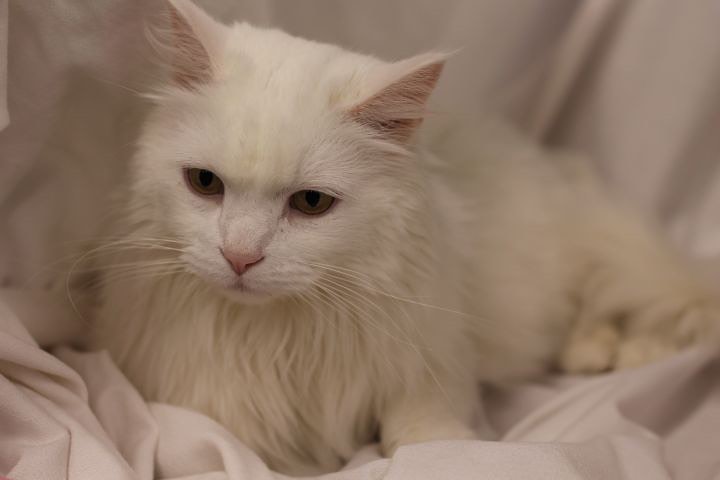 Blizzard is a very sweet, friendly cat. Look at her gorgeous white hair and ear tuffs! She was picked up as a stray but definitely was someone's pet because she seems quite gentle and lovable. You may visit Blizzard at the Lakeville PetSmart <a target='_blank' href='https://www.instagram.com/explore/tags/adoptdontshop/'>#adoptdontshop</a> <a target='_blank' href='https://www.instagram.com/explore/tags/rescue/'>#rescue</a> <a target='_blank' href='https://www.instagram.com/explore/tags/lasthope/'>#lasthope</a> <a target='_blank' href='https://www.instagram.com/explore/tags/cat/'>#cat</a>