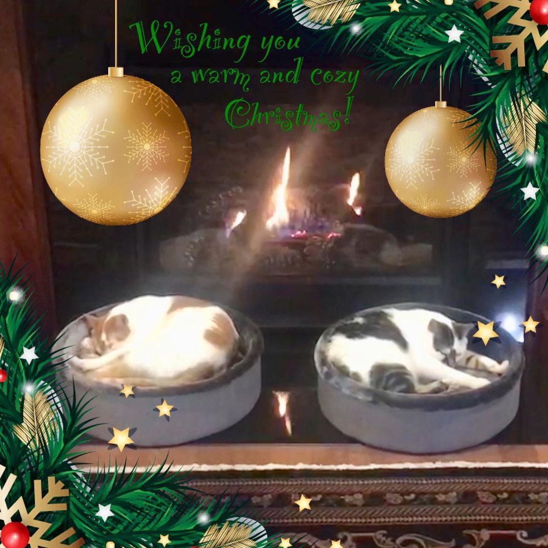 Happy Holiday wishes from former FA kitties, Smudgie and Pretty Boy!