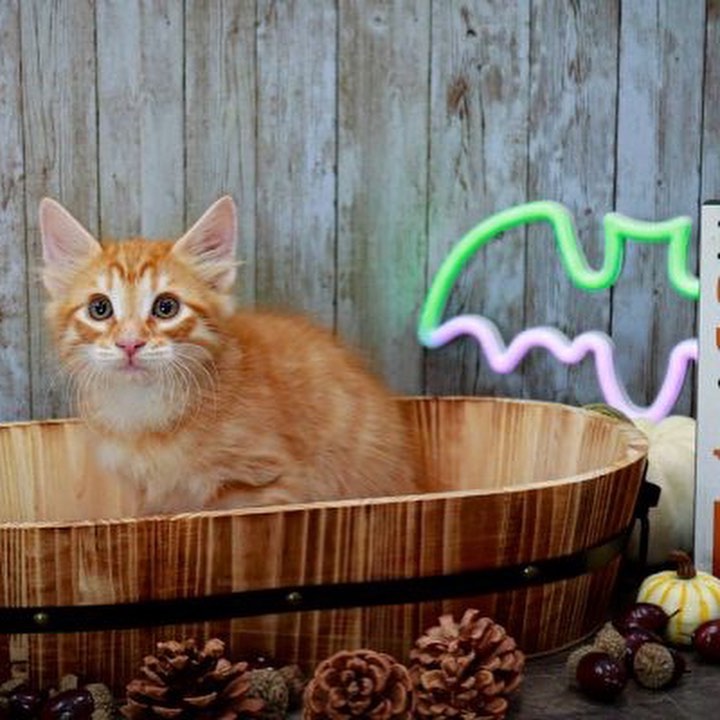 Dustin is a part of Callie's litter. He is the orange tabby with long hair. He loves to be held. His litter mates are (Lee, Wesley, Tim, and Buddy) who are also on Petfinder. Dustin is looking for his forever home! <a target='_blank' href='https://www.instagram.com/explore/tags/adopt/'>#adopt</a> <a target='_blank' href='https://www.instagram.com/explore/tags/adoption/'>#adoption</a> <a target='_blank' href='https://www.instagram.com/explore/tags/texas/'>#texas</a> <a target='_blank' href='https://www.instagram.com/explore/tags/cat/'>#cat</a> <a target='_blank' href='https://www.instagram.com/explore/tags/cats/'>#cats</a> <a target='_blank' href='https://www.instagram.com/explore/tags/catsofinstagram/'>#catsofinstagram</a> <a target='_blank' href='https://www.instagram.com/explore/tags/rescue/'>#rescue</a> <a target='_blank' href='https://www.instagram.com/explore/tags/nonprofit/'>#nonprofit</a> <a target='_blank' href='https://www.instagram.com/explore/tags/texasadoption/'>#texasadoption</a> <a target='_blank' href='https://www.instagram.com/explore/tags/DFWrescue/'>#DFWrescue</a>