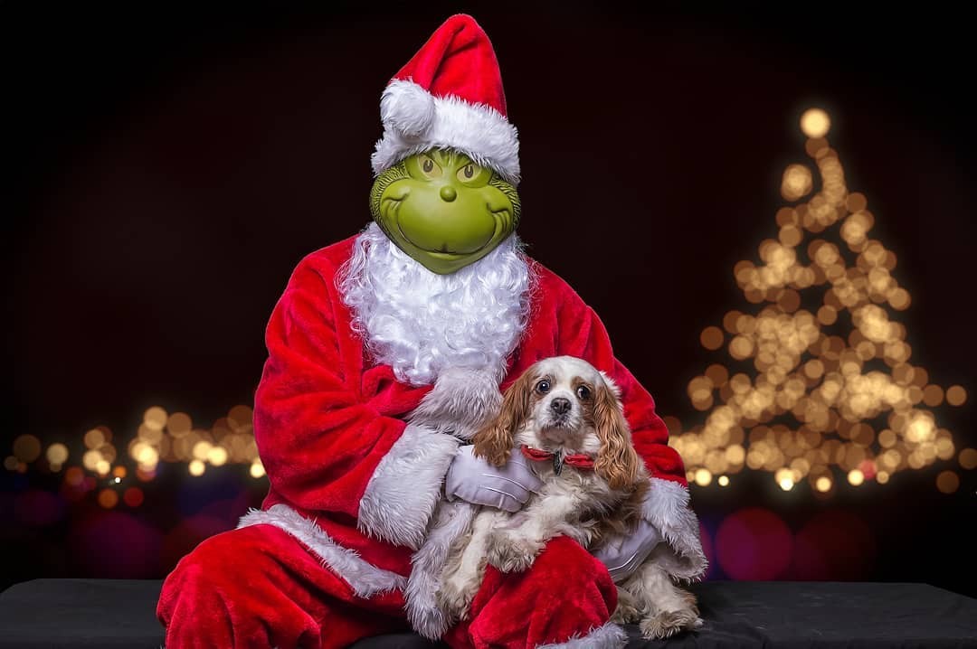 Jasper
2019 SAFARI Holiday Pet Photo Extravaganza
12/07/2019
.
.
. 
<a target='_blank' href='https://www.instagram.com/explore/tags/Dog/'>#Dog</a> <a target='_blank' href='https://www.instagram.com/explore/tags/Dogs/'>#Dogs</a> <a target='_blank' href='https://www.instagram.com/explore/tags/dogs_of_instagram/'>#dogs_of_instagram</a> <a target='_blank' href='https://www.instagram.com/explore/tags/RescueDog/'>#RescueDog</a> <a target='_blank' href='https://www.instagram.com/explore/tags/Pets/'>#Pets</a> <a target='_blank' href='https://www.instagram.com/explore/tags/DogsOfInstagram/'>#DogsOfInstagram</a> <a target='_blank' href='https://www.instagram.com/explore/tags/AdoptDontShop/'>#AdoptDontShop</a> <a target='_blank' href='https://www.instagram.com/explore/tags/SAFARIRescue/'>#SAFARIRescue</a> <a target='_blank' href='https://www.instagram.com/explore/tags/SAFARIAnimalRescue/'>#SAFARIAnimalRescue</a> <a target='_blank' href='https://www.instagram.com/explore/tags/lovedogs/'>#lovedogs</a> <a target='_blank' href='https://www.instagram.com/explore/tags/photooftheday/'>#photooftheday</a> <a target='_blank' href='https://www.instagram.com/explore/tags/picoftheday/'>#picoftheday</a> <a target='_blank' href='https://www.instagram.com/explore/tags/rescuedog/'>#rescuedog</a> <a target='_blank' href='https://www.instagram.com/explore/tags/Instadog/'>#Instadog</a> <a target='_blank' href='https://www.instagram.com/explore/tags/jw2pics/'>#jw2pics</a> <a target='_blank' href='https://www.instagram.com/explore/tags/jw2pics2019/'>#jw2pics2019</a> <a target='_blank' href='https://www.instagram.com/explore/tags/dogofthedayjp/'>#dogofthedayjp</a> <a target='_blank' href='https://www.instagram.com/explore/tags/dogwalker/'>#dogwalker</a> <a target='_blank' href='https://www.instagram.com/explore/tags/dogslife/'>#dogslife</a> <a target='_blank' href='https://www.instagram.com/explore/tags/dogsofinstaworld/'>#dogsofinstaworld</a> <a target='_blank' href='https://www.instagram.com/explore/tags/SAFARIHolidayDogs/'>#SAFARIHolidayDogs</a> <a target='_blank' href='https://www.instagram.com/explore/tags/SAFARIHolidayExtravaganza/'>#SAFARIHolidayExtravaganza</a>