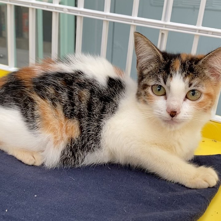 Fosters needed! These sisters are in need of a foster to continue to help socialize them! Please message us if you’re able to give them a temporary loving home 💕🐾