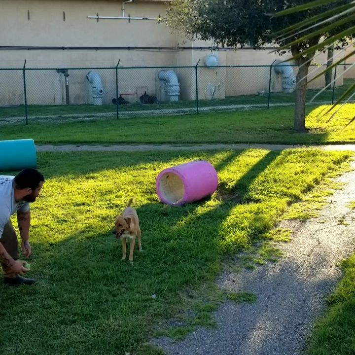 Cameron learned a new trick thanks to our kennel attendant Teo! He is ready to fetch his way into your heart! Cameron is ready to get into a forever home this holiday season! His adoption fee for the rest of the month is NAME YOUR PRICE so be sure to come out and see him! <a target='_blank' href='https://www.instagram.com/explore/tags/tricks/'>#tricks</a> <a target='_blank' href='https://www.instagram.com/explore/tags/christmas/'>#christmas</a> <a target='_blank' href='https://www.instagram.com/explore/tags/rescuedog/'>#rescuedog</a> <a target='_blank' href='https://www.instagram.com/explore/tags/cameron/'>#cameron</a> <a target='_blank' href='https://www.instagram.com/explore/tags/rescuedogsofinstagram/'>#rescuedogsofinstagram</a> <a target='_blank' href='https://www.instagram.com/explore/tags/fetch/'>#fetch</a> <a target='_blank' href='https://www.instagram.com/explore/tags/fetchislife/'>#fetchislife</a> <a target='_blank' href='https://www.instagram.com/explore/tags/bringmehome/'>#bringmehome</a>