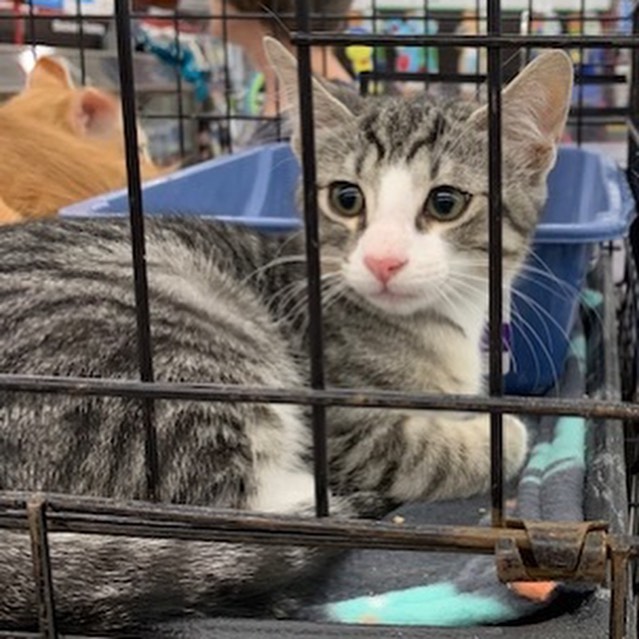 Tim is a part of Callie's litter. He is the grey and white tabby and loves to cuddle!
His litter mates are (Lee, Wesley, Dustin, and Buddy) who are also on Petfinder. Are you ready to take this cute cuddle buddy home with you?  <a target='_blank' href='https://www.instagram.com/explore/tags/adopt/'>#adopt</a> <a target='_blank' href='https://www.instagram.com/explore/tags/adoption/'>#adoption</a> <a target='_blank' href='https://www.instagram.com/explore/tags/texas/'>#texas</a> <a target='_blank' href='https://www.instagram.com/explore/tags/cat/'>#cat</a> <a target='_blank' href='https://www.instagram.com/explore/tags/cats/'>#cats</a> <a target='_blank' href='https://www.instagram.com/explore/tags/catsofinstagram/'>#catsofinstagram</a> <a target='_blank' href='https://www.instagram.com/explore/tags/rescue/'>#rescue</a> <a target='_blank' href='https://www.instagram.com/explore/tags/nonprofit/'>#nonprofit</a> <a target='_blank' href='https://www.instagram.com/explore/tags/texasadoption/'>#texasadoption</a> <a target='_blank' href='https://www.instagram.com/explore/tags/DFWrescue/'>#DFWrescue</a>