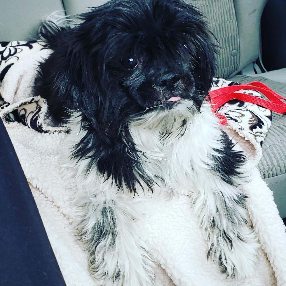 This fabulous little nugget is Oscar♡ he is about 8yrs old and such a cutie. He was found abandoned in the parking lot of <a target='_blank' href='https://www.instagram.com/explore/tags/DDFL/'>#DDFL</a> in early october and has been waiting for some help since then.  <a target='_blank' href='https://www.instagram.com/explore/tags/IPSDR/'>#IPSDR</a> broke him out of there today and he is decompressing in his foster home. He will be seeing our wonderful vet partner soon and getting a spa day!! November is <a target='_blank' href='https://www.instagram.com/explore/tags/adoptaseniormonth/'>#adoptaseniormonth</a> <a target='_blank' href='https://www.instagram.com/explore/tags/adoptdontshop/'>#adoptdontshop</a> <a target='_blank' href='https://www.instagram.com/explore/tags/fosteringsaveslives/'>#fosteringsaveslives</a> <a target='_blank' href='https://www.instagram.com/explore/tags/seniordogsrock/'>#seniordogsrock</a> <a target='_blank' href='https://www.instagram.com/explore/tags/shihtzu/'>#shihtzu</a> <a target='_blank' href='https://www.instagram.com/explore/tags/shihtzusofinstagram/'>#shihtzusofinstagram</a>