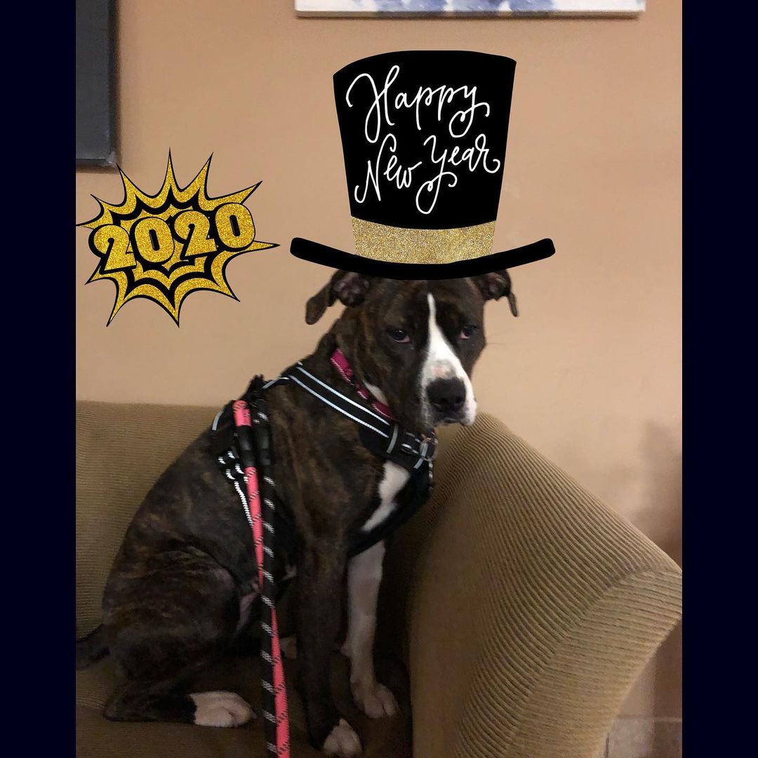 Happy New Year from Chanel and all the other dogs at The Buddy Foundation! 
Please visit our website, Facebook page or call to meet our Buddies and learn more about our adoption process.
—————————————
📞: 847-290-5806
💻: thebuddyfoundation.org
📱: thebuddyfoundation
—————————————
Adoption Hours
•Monday & Wednesday - CLOSED
•Tu/Th/Fri - 10am-12pm | 4pm-8pm
•Saturday - 10am-4pm
•Sunday - 10am-2pm
—————————————
65 W Seegers Rd., Arlington Heights, IL
—————————————
<a target='_blank' href='https://www.instagram.com/explore/tags/adoptdontshop/'>#adoptdontshop</a> <a target='_blank' href='https://www.instagram.com/explore/tags/rescuedog/'>#rescuedog</a>  <a target='_blank' href='https://www.instagram.com/explore/tags/thebuddyfoundation/'>#thebuddyfoundation</a> <a target='_blank' href='https://www.instagram.com/explore/tags/dogsofchicago/'>#dogsofchicago</a> <a target='_blank' href='https://www.instagram.com/explore/tags/chicagodog/'>#chicagodog</a> <a target='_blank' href='https://www.instagram.com/explore/tags/chicagorescue/'>#chicagorescue</a> <a target='_blank' href='https://www.instagram.com/explore/tags/dogsofinstagram/'>#dogsofinstagram</a> <a target='_blank' href='https://www.instagram.com/explore/tags/shelterdogs/'>#shelterdogs</a> <a target='_blank' href='https://www.instagram.com/explore/tags/dogsrule/'>#dogsrule</a>