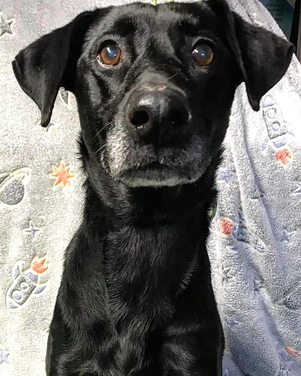 This sweet older gentleman is still on a Stray Hold but he will be available for adoption next week🐾💙🐾 It’s a shame no one appears to be looking for him but he will make a fantastic friend so please share his picture to increase his exposure🐾🙏🏼🐾 <a target='_blank' href='https://www.instagram.com/explore/tags/AdoptDontShop/'>#AdoptDontShop</a> <a target='_blank' href='https://www.instagram.com/explore/tags/AdoptMePlease/'>#AdoptMePlease</a> <a target='_blank' href='https://www.instagram.com/explore/tags/homefortheholidays/'>#homefortheholidays</a> <a target='_blank' href='https://www.instagram.com/explore/tags/PJHumane/'>#PJHumane</a> <a target='_blank' href='https://www.instagram.com/explore/tags/portjervishumanesociety/'>#portjervishumanesociety</a>