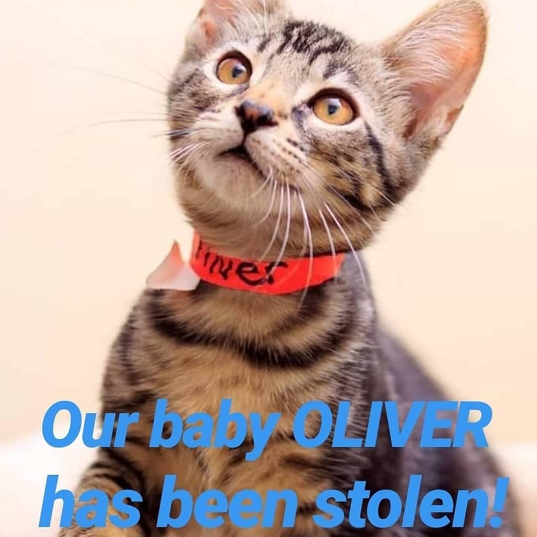 Please help @sgvaa and @purringwhiskers find Oliver who was STOLEN this morning from El Monte PETCO!! Please share + post far and wide and contact immediately if he is seen. Thank you for any and all help!

<a target='_blank' href='https://www.instagram.com/explore/tags/helpfindoliver/'>#helpfindoliver</a> <a target='_blank' href='https://www.instagram.com/explore/tags/stolenkittenelmonte/'>#stolenkittenelmonte</a> <a target='_blank' href='https://www.instagram.com/explore/tags/petco/'>#petco</a> <a target='_blank' href='https://www.instagram.com/explore/tags/elmonte/'>#elmonte</a> <a target='_blank' href='https://www.instagram.com/explore/tags/oliver/'>#oliver</a> <a target='_blank' href='https://www.instagram.com/explore/tags/fosterkittens/'>#fosterkittens</a> <a target='_blank' href='https://www.instagram.com/explore/tags/fosterkittensofinstagram/'>#fosterkittensofinstagram</a> <a target='_blank' href='https://www.instagram.com/explore/tags/sharingiscaring/'>#sharingiscaring</a> <a target='_blank' href='https://www.instagram.com/explore/tags/lostandfoundpets/'>#lostandfoundpets</a>