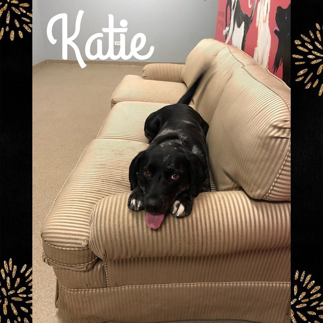 Katie - Catahola/Lab Mix, female, 4 yrs old, black w/ white spots, 48 lbs.  Very sweet girl who loves to play fetch and take long walks. 
Please visit our website, Facebook page or call to meet our Buddies and learn more about our adoption process.
—————————————
📞: 847-290-5806
💻: thebuddyfoundation.org
📱: thebuddyfoundation
—————————————
Adoption Hours
•Monday & Wednesday - CLOSED
•Tu/Th/Fri - 10am-12pm | 4pm-8pm
•Saturday - 10am-4pm
•Sunday - 10am-2pm
—————————————
65 W Seegers Rd., Arlington Heights, IL
—————————————
<a target='_blank' href='https://www.instagram.com/explore/tags/adoptdontshop/'>#adoptdontshop</a> <a target='_blank' href='https://www.instagram.com/explore/tags/rescuedog/'>#rescuedog</a>  <a target='_blank' href='https://www.instagram.com/explore/tags/thebuddyfoundation/'>#thebuddyfoundation</a> <a target='_blank' href='https://www.instagram.com/explore/tags/dogsofchicago/'>#dogsofchicago</a> <a target='_blank' href='https://www.instagram.com/explore/tags/chicagodog/'>#chicagodog</a> <a target='_blank' href='https://www.instagram.com/explore/tags/chicagorescue/'>#chicagorescue</a> <a target='_blank' href='https://www.instagram.com/explore/tags/dogsofinstagram/'>#dogsofinstagram</a> <a target='_blank' href='https://www.instagram.com/explore/tags/lovedogs/'>#lovedogs</a> <a target='_blank' href='https://www.instagram.com/explore/tags/shelterdog/'>#shelterdog</a>