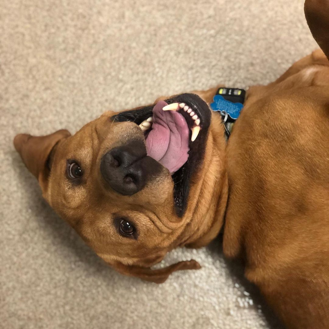 Jingles is a sweet and spunky 2 year old! He loves to play with toys, has loads of energy, and is super silly! Jingles is a strong boy and loves walks! 
Please visit our website, Facebook page or call to meet our Buddies and learn more about our adoption process.
—————————————
📞: 847-290-5806
💻: thebuddyfoundation.org
📱: thebuddyfoundation
—————————————
Adoption Hours
•Monday & Wednesday - CLOSED
•Tu/Th/Fri - 10am-12pm | 4pm-8pm
•Saturday - 10am-4pm
•Sunday - 10am-2pm
—————————————
65 W Seegers Rd., Arlington Heights, IL
—————————————
<a target='_blank' href='https://www.instagram.com/explore/tags/adoptdontshop/'>#adoptdontshop</a> <a target='_blank' href='https://www.instagram.com/explore/tags/rescuedog/'>#rescuedog</a>  <a target='_blank' href='https://www.instagram.com/explore/tags/thebuddyfoundation/'>#thebuddyfoundation</a> <a target='_blank' href='https://www.instagram.com/explore/tags/dogsofchicago/'>#dogsofchicago</a> <a target='_blank' href='https://www.instagram.com/explore/tags/chicagodog/'>#chicagodog</a> <a target='_blank' href='https://www.instagram.com/explore/tags/chicagorescue/'>#chicagorescue</a> <a target='_blank' href='https://www.instagram.com/explore/tags/dogsofinstagram/'>#dogsofinstagram</a> <a target='_blank' href='https://www.instagram.com/explore/tags/shelterdogs/'>#shelterdogs</a> <a target='_blank' href='https://www.instagram.com/explore/tags/dogsrule/'>#dogsrule</a>