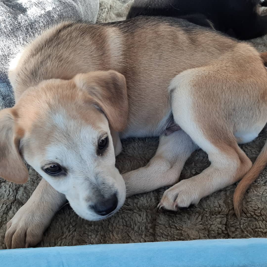 4 little skinny puppies found in a dumpster today. 😔 who throws away puppies? They're now all safe and warm with full bellies in their new foster home. .
.
.
<a target='_blank' href='https://www.instagram.com/explore/tags/mowigglebutts/'>#mowigglebutts</a> <a target='_blank' href='https://www.instagram.com/explore/tags/rescuepuppies/'>#rescuepuppies</a> <a target='_blank' href='https://www.instagram.com/explore/tags/rescuepuppiesofinstagram/'>#rescuepuppiesofinstagram</a> <a target='_blank' href='https://www.instagram.com/explore/tags/rescuedogsofinstagram/'>#rescuedogsofinstagram</a> <a target='_blank' href='https://www.instagram.com/explore/tags/puppy/'>#puppy</a> <a target='_blank' href='https://www.instagram.com/explore/tags/puppiesofinstagram/'>#puppiesofinstagram</a> <a target='_blank' href='https://www.instagram.com/explore/tags/puppies/'>#puppies</a> <a target='_blank' href='https://www.instagram.com/explore/tags/puppyoftheday/'>#puppyoftheday</a> <a target='_blank' href='https://www.instagram.com/explore/tags/dog/'>#dog</a> <a target='_blank' href='https://www.instagram.com/explore/tags/dogs_of_instagram/'>#dogs_of_instagram</a> <a target='_blank' href='https://www.instagram.com/explore/tags/dogsofinstagram/'>#dogsofinstagram</a> <a target='_blank' href='https://www.instagram.com/explore/tags/dogsofinsta/'>#dogsofinsta</a> <a target='_blank' href='https://www.instagram.com/explore/tags/dogstagram/'>#dogstagram</a>