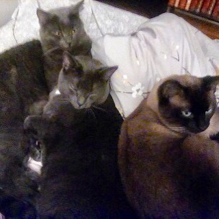 Former FA kitties Emerson, Lake and Palmer snuggled up together!