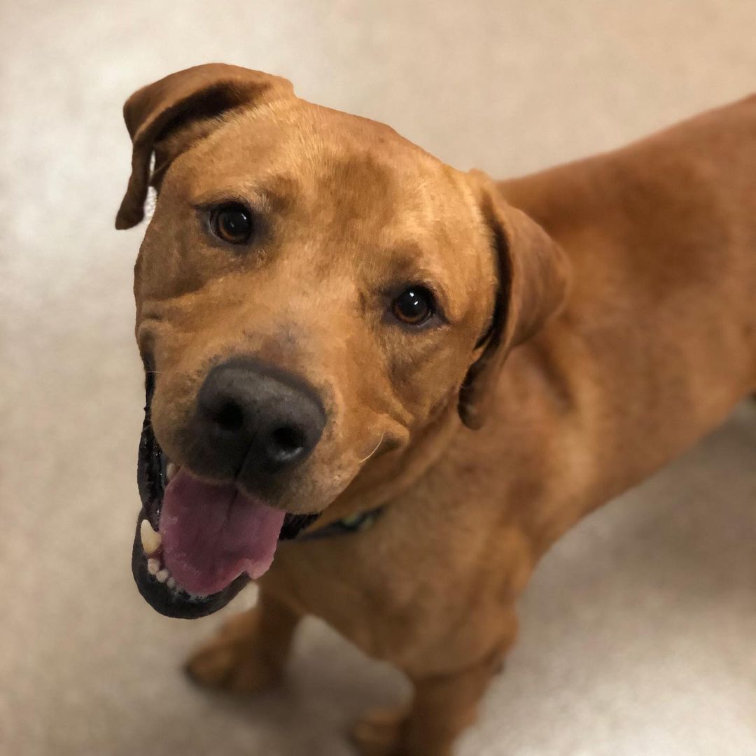 Jingles is a sweet and spunky 2 year old! He loves to play with toys, has loads of energy, and is super silly! Jingles is a strong boy and loves walks! 
Please visit our website, Facebook page or call to meet our Buddies and learn more about our adoption process.
—————————————
📞: 847-290-5806
💻: thebuddyfoundation.org
📱: thebuddyfoundation
—————————————
Adoption Hours
•Monday & Wednesday - CLOSED
•Tu/Th/Fri - 10am-12pm | 4pm-8pm
•Saturday - 10am-4pm
•Sunday - 10am-2pm
—————————————
65 W Seegers Rd., Arlington Heights, IL
—————————————
<a target='_blank' href='https://www.instagram.com/explore/tags/adoptdontshop/'>#adoptdontshop</a> <a target='_blank' href='https://www.instagram.com/explore/tags/rescuedog/'>#rescuedog</a>  <a target='_blank' href='https://www.instagram.com/explore/tags/thebuddyfoundation/'>#thebuddyfoundation</a> <a target='_blank' href='https://www.instagram.com/explore/tags/dogsofchicago/'>#dogsofchicago</a> <a target='_blank' href='https://www.instagram.com/explore/tags/chicagodog/'>#chicagodog</a> <a target='_blank' href='https://www.instagram.com/explore/tags/chicagorescue/'>#chicagorescue</a> <a target='_blank' href='https://www.instagram.com/explore/tags/dogsofinstagram/'>#dogsofinstagram</a> <a target='_blank' href='https://www.instagram.com/explore/tags/shelterdogs/'>#shelterdogs</a> <a target='_blank' href='https://www.instagram.com/explore/tags/dogsrule/'>#dogsrule</a>