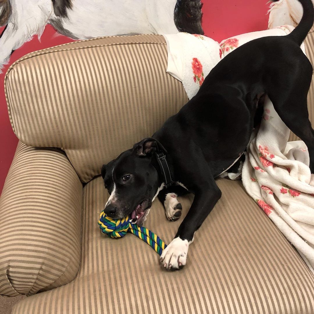 Sally - Lab/Spaniel mix, black/white, 1-2 yrs old, female, 47 lbs. Sally is very sweet and playful! 
Please visit our website, Facebook page or call to meet our Buddies and learn more about our adoption process.
—————————————
📞: 847-290-5806
💻: thebuddyfoundation.org
📱: thebuddyfoundation
—————————————
Adoption Hours
•Monday & Wednesday - CLOSED
•Tu/Th/Fri - 10am-12pm | 4pm-8pm
•Saturday - 10am-4pm
•Sunday - 10am-2pm
—————————————
65 W Seegers Rd., Arlington Heights, IL
—————————————
<a target='_blank' href='https://www.instagram.com/explore/tags/adoptdontshop/'>#adoptdontshop</a> <a target='_blank' href='https://www.instagram.com/explore/tags/rescuedog/'>#rescuedog</a>  <a target='_blank' href='https://www.instagram.com/explore/tags/thebuddyfoundation/'>#thebuddyfoundation</a> <a target='_blank' href='https://www.instagram.com/explore/tags/dogsofchicago/'>#dogsofchicago</a> <a target='_blank' href='https://www.instagram.com/explore/tags/chicagodog/'>#chicagodog</a> <a target='_blank' href='https://www.instagram.com/explore/tags/chicagorescue/'>#chicagorescue</a>