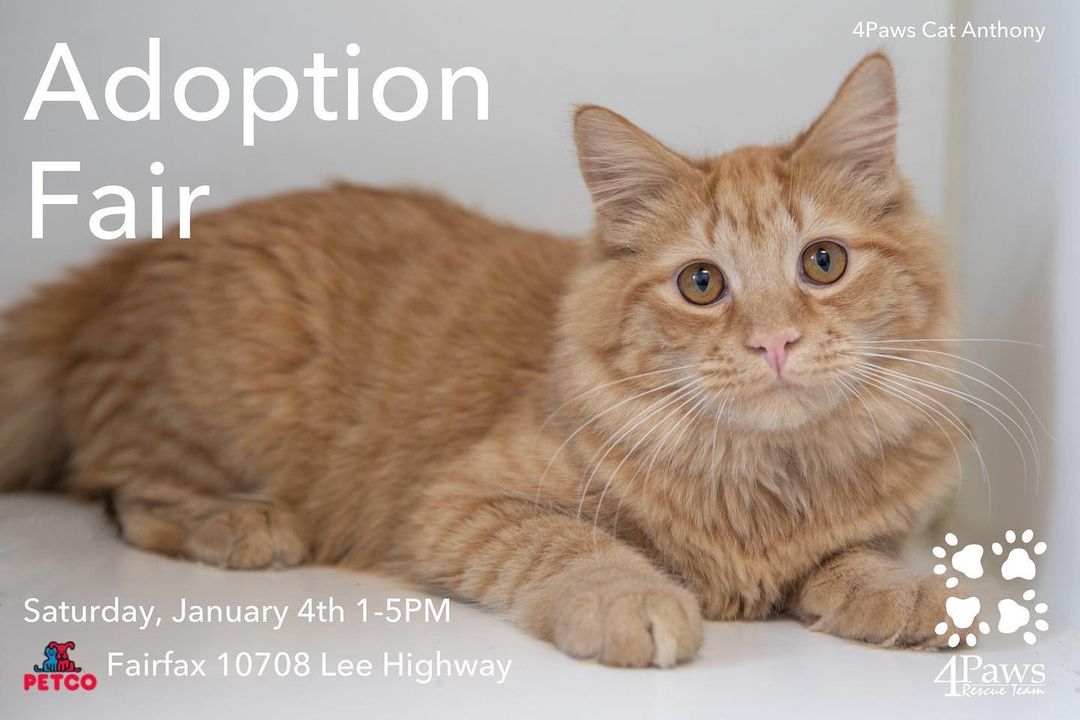 🥳 CAT ADOPTION FAIR 🥳 Saturday, January 4, from 1-5pm at Petco Fairfax (10708 Lee Hwy). Come on out and fulfill that resolution to adopt a cat in 2020! 😸 <a target='_blank' href='https://www.instagram.com/explore/tags/cat/'>#cat</a> <a target='_blank' href='https://www.instagram.com/explore/tags/cats/'>#cats</a> <a target='_blank' href='https://www.instagram.com/explore/tags/catsofinstagram/'>#catsofinstagram</a> <a target='_blank' href='https://www.instagram.com/explore/tags/adoptdontshop/'>#adoptdontshop</a> <a target='_blank' href='https://www.instagram.com/explore/tags/adoptdontshop/'>#adoptdontshop</a>🐾 <a target='_blank' href='https://www.instagram.com/explore/tags/petco/'>#petco</a> <a target='_blank' href='https://www.instagram.com/explore/tags/fairfax/'>#fairfax</a> <a target='_blank' href='https://www.instagram.com/explore/tags/caturday/'>#caturday</a>