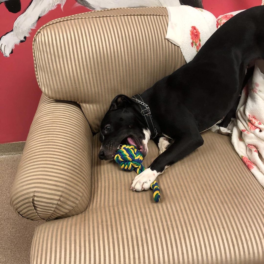 Sally - Lab/Spaniel mix, black/white, 1-2 yrs old, female, 47 lbs. Sally is very sweet and playful! 
Please visit our website, Facebook page or call to meet our Buddies and learn more about our adoption process.
—————————————
📞: 847-290-5806
💻: thebuddyfoundation.org
📱: thebuddyfoundation
—————————————
Adoption Hours
•Monday & Wednesday - CLOSED
•Tu/Th/Fri - 10am-12pm | 4pm-8pm
•Saturday - 10am-4pm
•Sunday - 10am-2pm
—————————————
65 W Seegers Rd., Arlington Heights, IL
—————————————
<a target='_blank' href='https://www.instagram.com/explore/tags/adoptdontshop/'>#adoptdontshop</a> <a target='_blank' href='https://www.instagram.com/explore/tags/rescuedog/'>#rescuedog</a>  <a target='_blank' href='https://www.instagram.com/explore/tags/thebuddyfoundation/'>#thebuddyfoundation</a> <a target='_blank' href='https://www.instagram.com/explore/tags/dogsofchicago/'>#dogsofchicago</a> <a target='_blank' href='https://www.instagram.com/explore/tags/chicagodog/'>#chicagodog</a> <a target='_blank' href='https://www.instagram.com/explore/tags/chicagorescue/'>#chicagorescue</a>