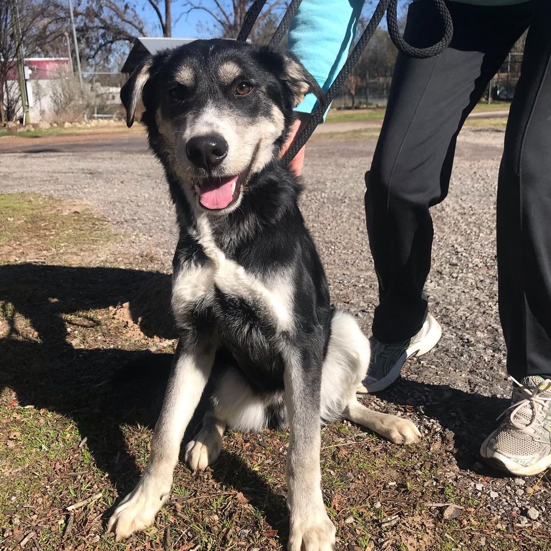 Today Fred was ADOPTED!!! We are so glad to say he gets to home with his new loving family! <a target='_blank' href='https://www.instagram.com/explore/tags/petsfurpeople/'>#petsfurpeople</a> <a target='_blank' href='https://www.instagram.com/explore/tags/adoptdontshop/'>#adoptdontshop</a> <a target='_blank' href='https://www.instagram.com/explore/tags/rescuedismyfavoritebreed/'>#rescuedismyfavoritebreed</a> <a target='_blank' href='https://www.instagram.com/explore/tags/tylertx/'>#tylertx</a>