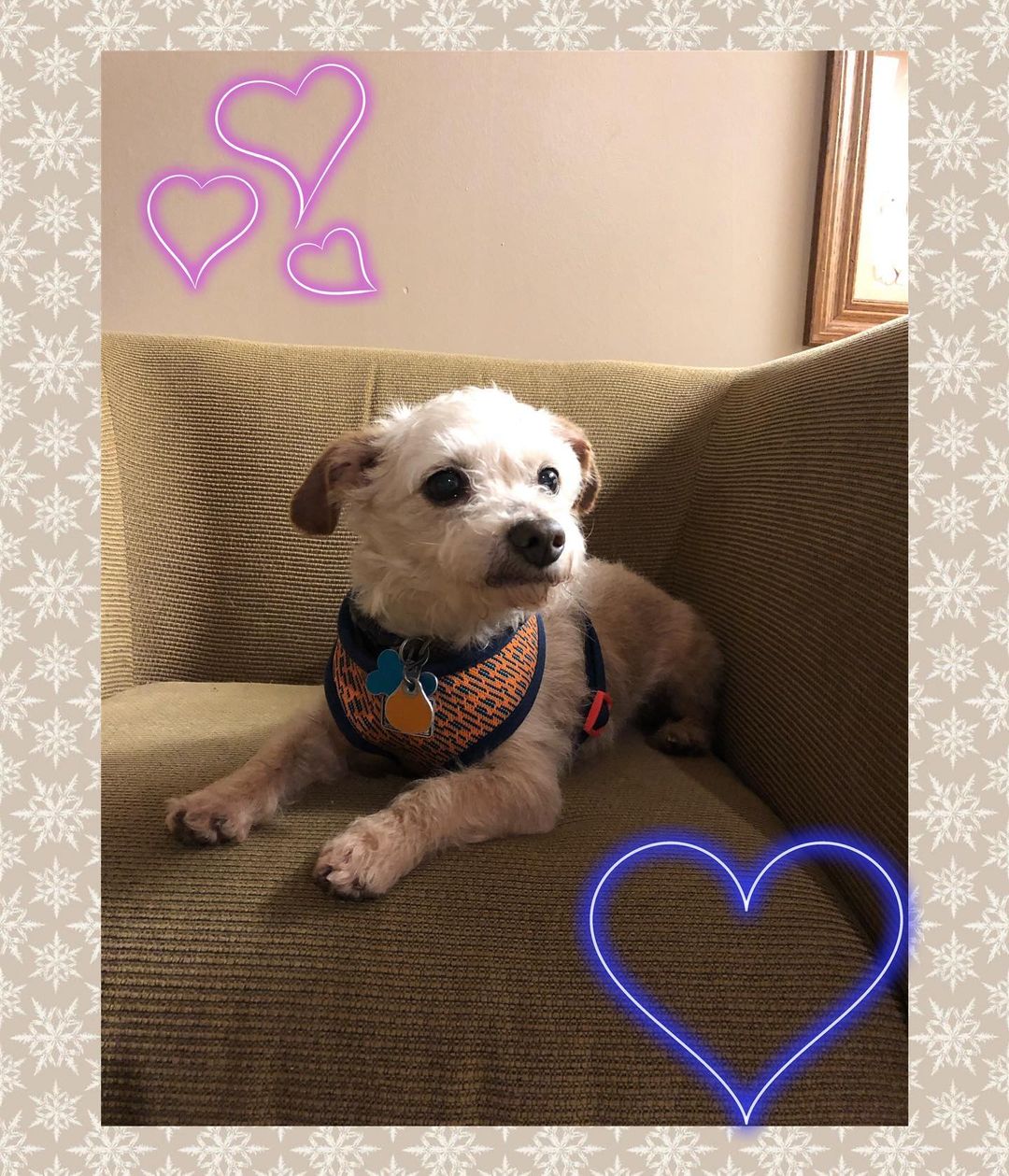 Scruffy - Terrier/Poodle mix, wheaten coloring, male, 9 yrs old, 15 lbs. Sweet and loves to cuddle! 
Please visit our website, Facebook page or call to meet our Buddies and learn more about our adoption process.
—————————————
📞: 847-290-5806
💻: thebuddyfoundation.org
📱: thebuddyfoundation
—————————————
Adoption Hours
•Monday & Wednesday - CLOSED
•Tu/Th/Fri - 10am-12pm | 4pm-8pm
•Saturday - 10am-4pm
•Sunday - 10am-2pm
—————————————
65 W Seegers Rd., Arlington Heights, IL
—————————————
<a target='_blank' href='https://www.instagram.com/explore/tags/adoptdontshop/'>#adoptdontshop</a> <a target='_blank' href='https://www.instagram.com/explore/tags/rescuedog/'>#rescuedog</a>  <a target='_blank' href='https://www.instagram.com/explore/tags/thebuddyfoundation/'>#thebuddyfoundation</a> <a target='_blank' href='https://www.instagram.com/explore/tags/dogsofchicago/'>#dogsofchicago</a> <a target='_blank' href='https://www.instagram.com/explore/tags/chicagodog/'>#chicagodog</a> <a target='_blank' href='https://www.instagram.com/explore/tags/chicagorescue/'>#chicagorescue</a> <a target='_blank' href='https://www.instagram.com/explore/tags/dogsofinstagram/'>#dogsofinstagram</a> <a target='_blank' href='https://www.instagram.com/explore/tags/lovedogs/'>#lovedogs</a> <a target='_blank' href='https://www.instagram.com/explore/tags/shelterdog/'>#shelterdog</a>