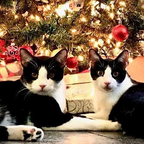 Levi and Ollie lived in our cattery for 9 months before they were adopted last July.  Their new family sent this sweet picture and update -
