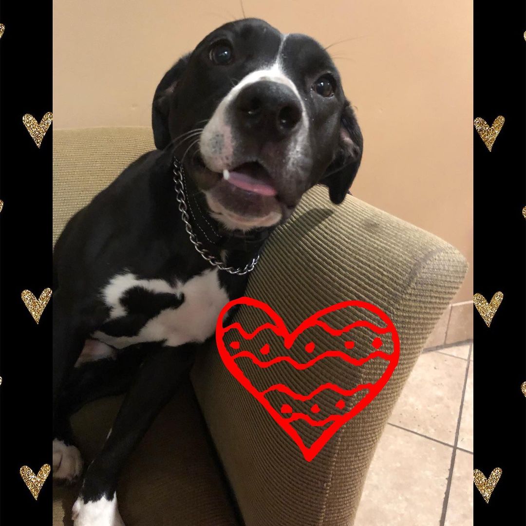 Sally - Lab/Spaniel mix, black/white, 1-2 yrs old, female, 47 lbs. Sally is very sweet and playful! 
Please visit our website, Facebook page or call to meet our Buddies and learn more about our adoption process.
—————————————
📞: 847-290-5806
💻: thebuddyfoundation.org
📱: thebuddyfoundation
—————————————
Adoption Hours
•Monday & Wednesday - CLOSED
•Tu/Th/Fri - 10am-12pm | 4pm-8pm
•Saturday - 10am-4pm
•Sunday - 10am-2pm
—————————————
65 W Seegers Rd., Arlington Heights, IL
—————————————
<a target='_blank' href='https://www.instagram.com/explore/tags/adoptdontshop/'>#adoptdontshop</a> <a target='_blank' href='https://www.instagram.com/explore/tags/rescuedog/'>#rescuedog</a>  <a target='_blank' href='https://www.instagram.com/explore/tags/thebuddyfoundation/'>#thebuddyfoundation</a> <a target='_blank' href='https://www.instagram.com/explore/tags/dogsofchicago/'>#dogsofchicago</a> <a target='_blank' href='https://www.instagram.com/explore/tags/chicagodog/'>#chicagodog</a> <a target='_blank' href='https://www.instagram.com/explore/tags/chicagorescue/'>#chicagorescue</a>