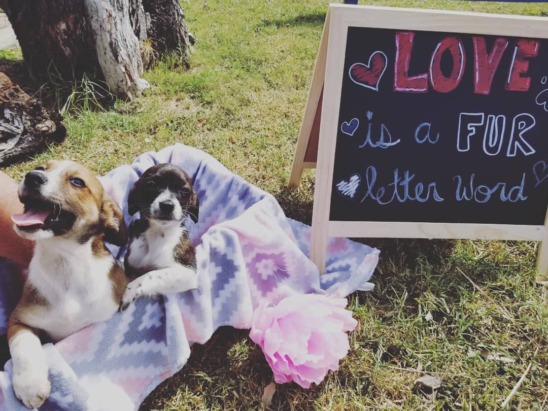 We have lots of fur babies waiting to get into forever homes! Check out Lucy and Quincy our adorable little dachshund mixes who are available for adoption! Adoption fees will be WAIVED TODAY(2/13) and TOMORROW (2/14) so be sure to stop by!!!!