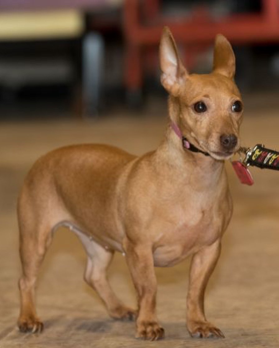 Dorothy is a 3yr, 5mo old Manchester Terrier/Dachshund mix that was found as a stray & never claimed.

She’s shy at first, but very curious to be by you too. Once she learns to trust you, she relaxes more. She is doing good on leash walking, but could still use some more work on continuing to walk (she gets distracted). She will let you pick her up, loves a dog bed to sleep in, is good with cats & dogs and has been exposed to kids (foster home doesn’t have kids living there). This dog will be at Burnsville Petsmart on Saturday from 11-3 looking for a home.  <a target='_blank' href='https://www.instagram.com/explore/tags/lasthope/'>#lasthope</a> <a target='_blank' href='https://www.instagram.com/explore/tags/rescue/'>#rescue</a> <a target='_blank' href='https://www.instagram.com/explore/tags/dog/'>#dog</a> <a target='_blank' href='https://www.instagram.com/explore/tags/adoptdontshop/'>#adoptdontshop</a>