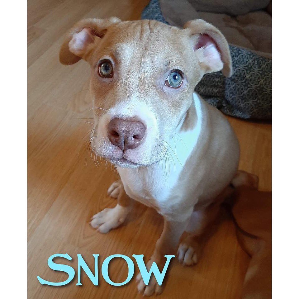 ❄️Snow❄️
————————————————————————
🐶 Female
🐶 Boxer mix (short coat)
🐶 Spayed
🐶 3 months (best estimate)
🐶 Microchipped
————————————————————————
Snow will be available for adoption on:
🗓 Date: Saturday, January 11.
📍 Location: Petco in Arnold.
🕚 Time: 11:00am-3:00pm.
————————————————————————
Our adoption fee is $300 for dogs/puppies (additional processing fees may apply). All animals will be spayed/neutered, microchipped, and have age appropriate vaccinations. We only adopt to MO or IL residents.🏠 We do not ship or transport our dogs to other parts of the country.🚫 If you have any questions feel free to message us on Facebook at Camp Chaos Puppy Rescue or email us at: info@campchaospuppyrescue.org 
Applications can be found on our website at: campchaospuppyrescue.org (link in bio)————————————————————
<a target='_blank' href='https://www.instagram.com/explore/tags/rescuedismyfavoritebreed/'>#rescuedismyfavoritebreed</a> <a target='_blank' href='https://www.instagram.com/explore/tags/dogsofstl/'>#dogsofstl</a> <a target='_blank' href='https://www.instagram.com/explore/tags/dogsofstlouis/'>#dogsofstlouis</a> <a target='_blank' href='https://www.instagram.com/explore/tags/animalrescuestlouis/'>#animalrescuestlouis</a> <a target='_blank' href='https://www.instagram.com/explore/tags/campchaosmissouri/'>#campchaosmissouri</a> <a target='_blank' href='https://www.instagram.com/explore/tags/foreverhomeneeded/'>#foreverhomeneeded</a> <a target='_blank' href='https://www.instagram.com/explore/tags/adoptdontshop/'>#adoptdontshop</a> <a target='_blank' href='https://www.instagram.com/explore/tags/dog/'>#dog</a> <a target='_blank' href='https://www.instagram.com/explore/tags/love/'>#love</a> <a target='_blank' href='https://www.instagram.com/explore/tags/adoption/'>#adoption</a> <a target='_blank' href='https://www.instagram.com/explore/tags/availableforadoption/'>#availableforadoption</a> <a target='_blank' href='https://www.instagram.com/explore/tags/pet/'>#pet</a> <a target='_blank' href='https://www.instagram.com/explore/tags/saintlouis/'>#saintlouis</a>