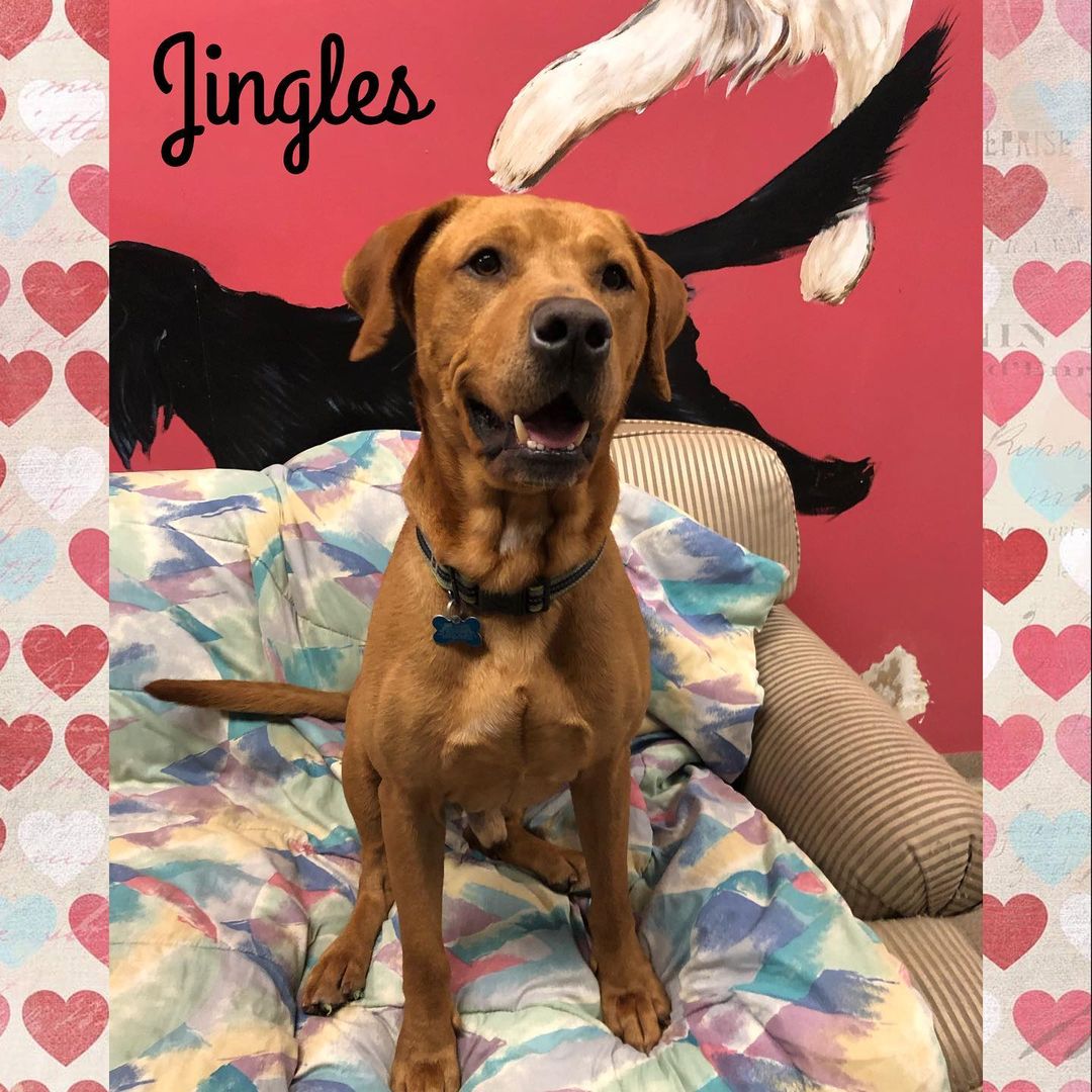 Meet Jingles!  He’s a 2-4 year old hound/lab mix weighing approximately 62 lbs. He’s a handsome boy who loves walks, behind the ear scratches and playing with toys. Come meet him to see if he’s the missing piece of your home!

Please visit our website, Facebook page or call to meet our Buddies and learn more about our adoption process.
—————————————
📞: 847-290-5806
💻: thebuddyfoundation.org
📱: thebuddyfoundation
—————————————
Adoption Hours
•Monday & Wednesday - CLOSED
•Tu/Th/Fri - 10am-12pm | 4pm-8pm
•Saturday - 10am-4pm
•Sunday - 10am-2pm
—————————————
65 W Seegers Rd., Arlington Heights, IL
—————————————
<a target='_blank' href='https://www.instagram.com/explore/tags/adoptdontshop/'>#adoptdontshop</a> <a target='_blank' href='https://www.instagram.com/explore/tags/rescuedog/'>#rescuedog</a>  <a target='_blank' href='https://www.instagram.com/explore/tags/thebuddyfoundation/'>#thebuddyfoundation</a> <a target='_blank' href='https://www.instagram.com/explore/tags/dogsofchicago/'>#dogsofchicago</a> <a target='_blank' href='https://www.instagram.com/explore/tags/chicagodog/'>#chicagodog</a> <a target='_blank' href='https://www.instagram.com/explore/tags/chicagorescue/'>#chicagorescue</a> <a target='_blank' href='https://www.instagram.com/explore/tags/dogsofinstagram/'>#dogsofinstagram</a> <a target='_blank' href='https://www.instagram.com/explore/tags/lovedogs/'>#lovedogs</a> <a target='_blank' href='https://www.instagram.com/explore/tags/shelterdog/'>#shelterdog</a>