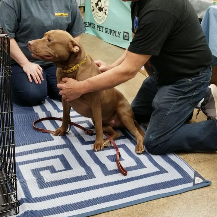 Coco was loving the massage she got from Ed of @edsk9massage. Ed is at Premier every other Saturday when SAFARI is there. Coco is having patella tendon surgery on her L/R leg in a couple weeks and Ed gave her a great massage and worked the muscles in her back legs.