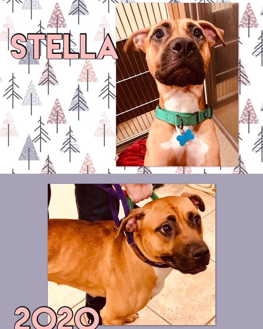 Say hello to Stella! Stella is a female Boxer mix who is approximately 10 months old and about 35-40 lbs. She enjoys walks, playing with her toys and getting head scratches. She’s looking for her forever home ❤️ Please visit our website, Facebook page or call to meet our Buddies and learn more about our adoption process.
—————————————
📞: 847-290-5806
💻: thebuddyfoundation.org
📱: thebuddyfoundation
—————————————
Adoption Hours
•Monday & Wednesday - CLOSED
•Tu/Th/Fri - 10am-12pm | 4pm-8pm
•Saturday - 10am-4pm
•Sunday - 10am-2pm
—————————————
65 W Seegers Rd., Arlington Heights, IL
—————————————
<a target='_blank' href='https://www.instagram.com/explore/tags/adoptdontshop/'>#adoptdontshop</a> <a target='_blank' href='https://www.instagram.com/explore/tags/rescuedog/'>#rescuedog</a>  <a target='_blank' href='https://www.instagram.com/explore/tags/thebuddyfoundation/'>#thebuddyfoundation</a> <a target='_blank' href='https://www.instagram.com/explore/tags/dogsofchicago/'>#dogsofchicago</a> <a target='_blank' href='https://www.instagram.com/explore/tags/chicagodog/'>#chicagodog</a> <a target='_blank' href='https://www.instagram.com/explore/tags/chicagorescue/'>#chicagorescue</a> <a target='_blank' href='https://www.instagram.com/explore/tags/dogsofinstagram/'>#dogsofinstagram</a> <a target='_blank' href='https://www.instagram.com/explore/tags/lovedogs/'>#lovedogs</a> <a target='_blank' href='https://www.instagram.com/explore/tags/shelterdog/'>#shelterdog</a> <a target='_blank' href='https://www.instagram.com/explore/tags/Stella/'>#Stella</a> <a target='_blank' href='https://www.instagram.com/explore/tags/doglovers/'>#doglovers</a> <a target='_blank' href='https://www.instagram.com/explore/tags/dogsofinsta/'>#dogsofinsta</a>