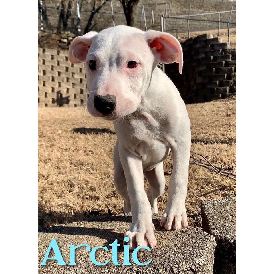 ❄️Arctic❄️
Arctic is an active boxer mix that we believe is hearing impaired. He will need a home with another established and well behaved dog to help guide him. He will also need a home with a fenced in yard to ensure his safety.
————————————————————————
🐶 Male
🐶 Boxer mix (short coat)
🐶 Neutered
🐶 13 weeks old (best estimate)
🐶 Microchipped
————————————————————————
Arctic will be available for adoption on:
🗓 Date: Saturday, January 18.
📍 Location: Petco in Arnold, MO.
🕚 Time: 11:00am-3:00pm.
————————————————————————
Our adoption fee is $300 for dogs/puppies (additional processing fees may apply). All animals will be spayed/neutered, microchipped, and have age appropriate vaccinations. We only adopt to MO or IL residents.🏠 We do not ship or transport our dogs to other parts of the country.🚫 If you have any questions feel free to message us on Facebook at Camp Chaos Puppy Rescue or email us at: info@campchaospuppyrescue.org 
Applications can be found on our website at: campchaospuppyrescue.org (link in bio)————————————————————
<a target='_blank' href='https://www.instagram.com/explore/tags/rescuedismyfavoritebreed/'>#rescuedismyfavoritebreed</a> <a target='_blank' href='https://www.instagram.com/explore/tags/dogsofstl/'>#dogsofstl</a> <a target='_blank' href='https://www.instagram.com/explore/tags/dogsofstlouis/'>#dogsofstlouis</a> <a target='_blank' href='https://www.instagram.com/explore/tags/animalrescuestlouis/'>#animalrescuestlouis</a> <a target='_blank' href='https://www.instagram.com/explore/tags/campchaosmissouri/'>#campchaosmissouri</a> <a target='_blank' href='https://www.instagram.com/explore/tags/foreverhomeneeded/'>#foreverhomeneeded</a> <a target='_blank' href='https://www.instagram.com/explore/tags/adoptdontshop/'>#adoptdontshop</a> <a target='_blank' href='https://www.instagram.com/explore/tags/dog/'>#dog</a> <a target='_blank' href='https://www.instagram.com/explore/tags/love/'>#love</a> <a target='_blank' href='https://www.instagram.com/explore/tags/adoption/'>#adoption</a> <a target='_blank' href='https://www.instagram.com/explore/tags/availableforadoption/'>#availableforadoption</a> <a target='_blank' href='https://www.instagram.com/explore/tags/pet/'>#pet</a> <a target='_blank' href='https://www.instagram.com/explore/tags/saintlouis/'>#saintlouis</a>