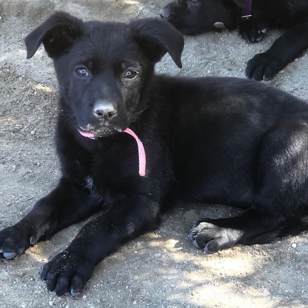 🐶❤️ A look at some pups currently available for adoption in Colorado (or surrounding states) ❤️🐶 Reach out today if you'd like more information on any of these pups! 🐶 * Adoption fees vary per dog *

Find our application and adoption process on our website! 
www.mybestfriendrescue.org