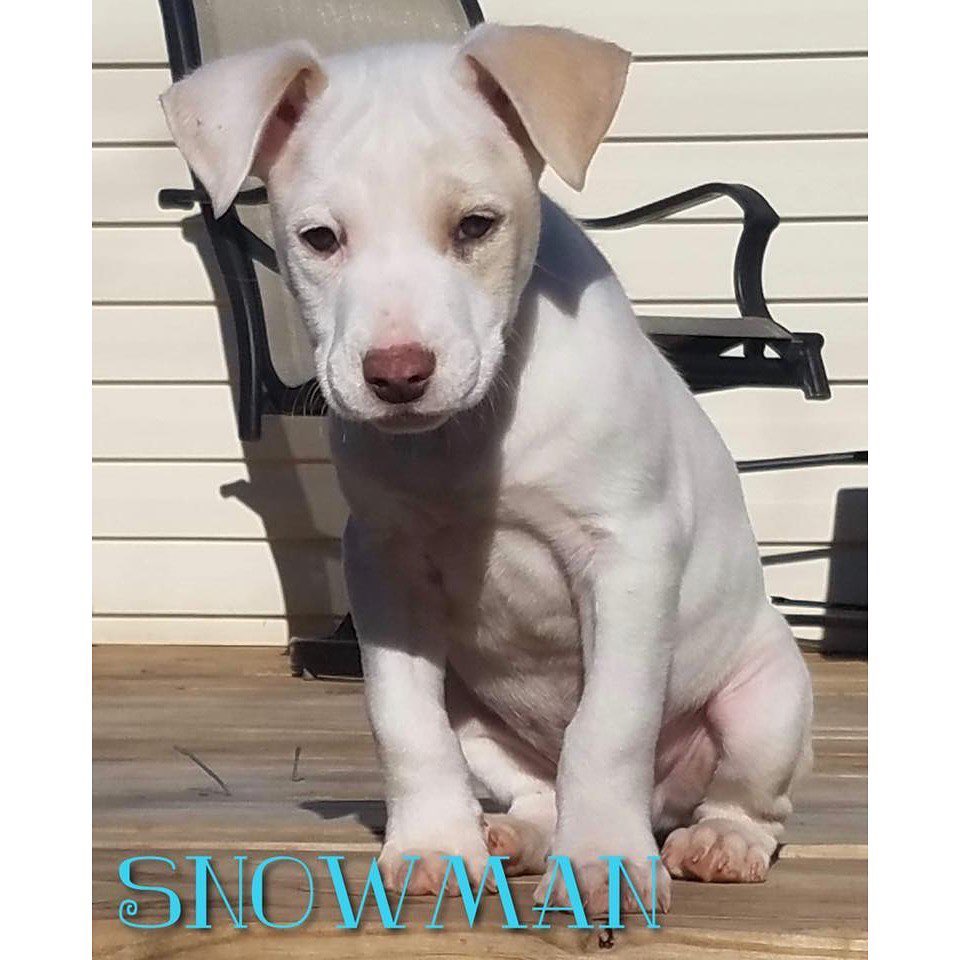 ❄️Snowman❄️
————————————————————————
🐶 Male
🐶 Lab mix
🐶 Neutered
🐶 9 weeks old (best estimate)
🐶 Microchipped
————————————————————————
Snowman will be available for adoption on:
🗓 Date: Saturday, January 18.
📍 Location: Petco in Arnold.
🕚 Time: 11:00am-3:00pm.
————————————————————————
Our adoption fee is $300 for dogs/puppies (additional processing fees may apply). All animals will be spayed/neutered, microchipped, and have age appropriate vaccinations. We only adopt to MO or IL residents.🏠 We do not ship or transport our dogs to other parts of the country.🚫 If you have any questions feel free to message us on Facebook at Camp Chaos Puppy Rescue or email us at: info@campchaospuppyrescue.org 
Applications can be found on our website at: campchaospuppyrescue.org (link in bio)————————————————————
<a target='_blank' href='https://www.instagram.com/explore/tags/rescuedismyfavoritebreed/'>#rescuedismyfavoritebreed</a> <a target='_blank' href='https://www.instagram.com/explore/tags/dogsofstl/'>#dogsofstl</a> <a target='_blank' href='https://www.instagram.com/explore/tags/dogsofstlouis/'>#dogsofstlouis</a> <a target='_blank' href='https://www.instagram.com/explore/tags/animalrescuestlouis/'>#animalrescuestlouis</a> <a target='_blank' href='https://www.instagram.com/explore/tags/campchaosmissouri/'>#campchaosmissouri</a> <a target='_blank' href='https://www.instagram.com/explore/tags/foreverhomeneeded/'>#foreverhomeneeded</a> <a target='_blank' href='https://www.instagram.com/explore/tags/adoptdontshop/'>#adoptdontshop</a> <a target='_blank' href='https://www.instagram.com/explore/tags/dog/'>#dog</a> <a target='_blank' href='https://www.instagram.com/explore/tags/love/'>#love</a> <a target='_blank' href='https://www.instagram.com/explore/tags/adoption/'>#adoption</a> <a target='_blank' href='https://www.instagram.com/explore/tags/availableforadoption/'>#availableforadoption</a> <a target='_blank' href='https://www.instagram.com/explore/tags/pet/'>#pet</a> <a target='_blank' href='https://www.instagram.com/explore/tags/saintlouis/'>#saintlouis</a>