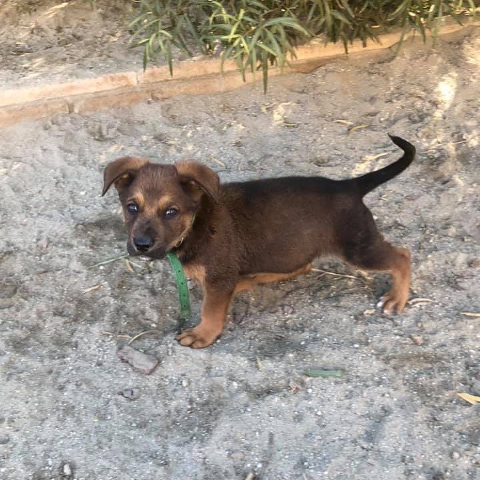 🐶❤️ A look at some pups currently available for adoption in Colorado (or surrounding states) ❤️🐶 Reach out today if you'd like more information on any of these pups! 🐶 * Adoption fees vary per dog *

Find our application and adoption process on our website! 
www.mybestfriendrescue.org