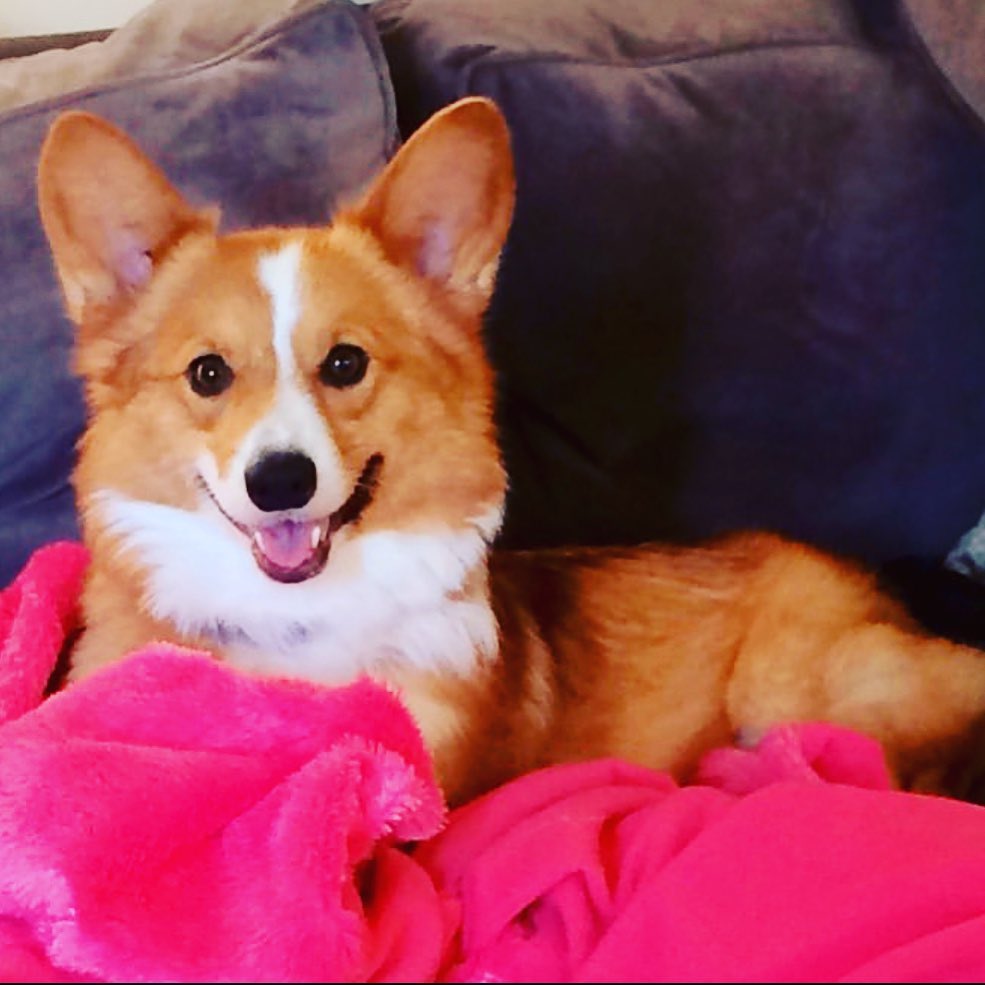 SUCCESS STORY! 💕  This is Charlie! He went to his forever family on May 13,2014.  His favorite food is FOOD 😂 and his favorite toy is the treat-filled bone.  His human sister Lauren is his favorite person. She’s off to college, but they are close as ever when she comes to visit.  He’s the best dog ever! His daycare knows all about his issues and they don’t try and change him. They respect that he is special. Charlie is a hit where ever he goes. He loves the dog park, not because he plays with other dogs, but because the other dog parents shower him with attention. @itsthecharleee <a target='_blank' href='https://www.instagram.com/explore/tags/adoption/'>#adoption</a> <a target='_blank' href='https://www.instagram.com/explore/tags/sucessstory/'>#sucessstory</a> <a target='_blank' href='https://www.instagram.com/explore/tags/foreverfamily/'>#foreverfamily</a> <a target='_blank' href='https://www.instagram.com/explore/tags/adoptdontshop/'>#adoptdontshop</a> <a target='_blank' href='https://www.instagram.com/explore/tags/lasthopemn/'>#lasthopemn</a> <a target='_blank' href='https://www.instagram.com/explore/tags/corgimix/'>#corgimix</a>