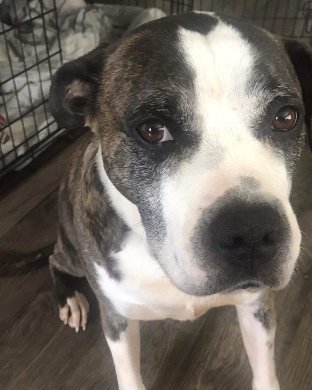 ADOPTED!!! Gilbert or Gilly as we call him is a five-year-old bully mix with a beautiful brindle and white coat about 55 lbs. 
Gilly came from GA after being in a shelter for a year and a good Samaritan dropped him off he was starving in the streets. Now Gilbert is residing with his foster parents and 2 kids ages 3&8. He is a VERY mellow fellow very well mannered and just really enjoys playing and then laying around his people enjoying our company. 
He would do best in a home where he can be your only pet. He will chase cats and has no interest in other dogs. He is not a vocal dog but will let you know when someone is coming near so looking for a home with a fenced yard and not a lot of traffic. He takes treats very gently sleeps in his bed crate all night and potty trained.