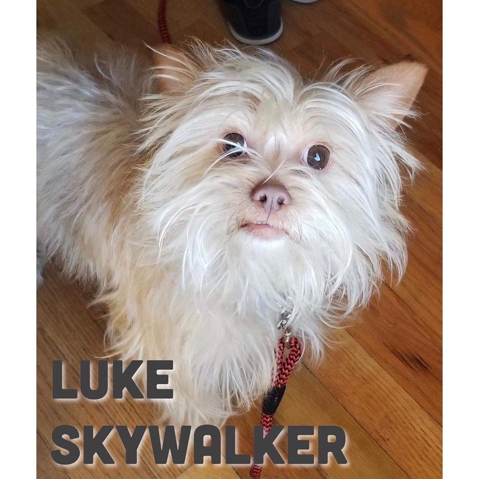 💥Luke Skywalker💥
————————————————————————
🐶 Male
🐶 Chihuahua/Shih Tzu mix (medium coat)
🐶 Neutered
🐶 2 years old (best estimate)
🐶 Microchipped
🐶 Shedding amount: moderate
🐶 Crate trained
🐶 Working on house training
————————————————————————
Luke Skywalker will be available for adoption on:
🗓 Date: Saturday, January 18.
📍 Location: Petco in Arnold.
🕚 Time: 11:00am-3:00pm.
————————————————————————
Our adoption fee is $300 for dogs/puppies (additional processing fees may apply). All animals will be spayed/neutered, microchipped, and have age appropriate vaccinations. We only adopt to MO or IL residents.🏠 We do not ship or transport our dogs to other parts of the country.🚫 If you have any questions feel free to message us on Facebook at Camp Chaos Puppy Rescue or email us at: info@campchaospuppyrescue.org 
Applications can be found on our website at: campchaospuppyrescue.org (link in bio)————————————————————
<a target='_blank' href='https://www.instagram.com/explore/tags/rescuedismyfavoritebreed/'>#rescuedismyfavoritebreed</a> <a target='_blank' href='https://www.instagram.com/explore/tags/dogsofstl/'>#dogsofstl</a> <a target='_blank' href='https://www.instagram.com/explore/tags/dogsofstlouis/'>#dogsofstlouis</a> <a target='_blank' href='https://www.instagram.com/explore/tags/animalrescuestlouis/'>#animalrescuestlouis</a> <a target='_blank' href='https://www.instagram.com/explore/tags/campchaosmissouri/'>#campchaosmissouri</a> <a target='_blank' href='https://www.instagram.com/explore/tags/foreverhomeneeded/'>#foreverhomeneeded</a> <a target='_blank' href='https://www.instagram.com/explore/tags/adoptdontshop/'>#adoptdontshop</a> <a target='_blank' href='https://www.instagram.com/explore/tags/dog/'>#dog</a> <a target='_blank' href='https://www.instagram.com/explore/tags/love/'>#love</a> <a target='_blank' href='https://www.instagram.com/explore/tags/adoption/'>#adoption</a> <a target='_blank' href='https://www.instagram.com/explore/tags/availableforadoption/'>#availableforadoption</a> <a target='_blank' href='https://www.instagram.com/explore/tags/pet/'>#pet</a> <a target='_blank' href='https://www.instagram.com/explore/tags/saintlouis/'>#saintlouis</a>