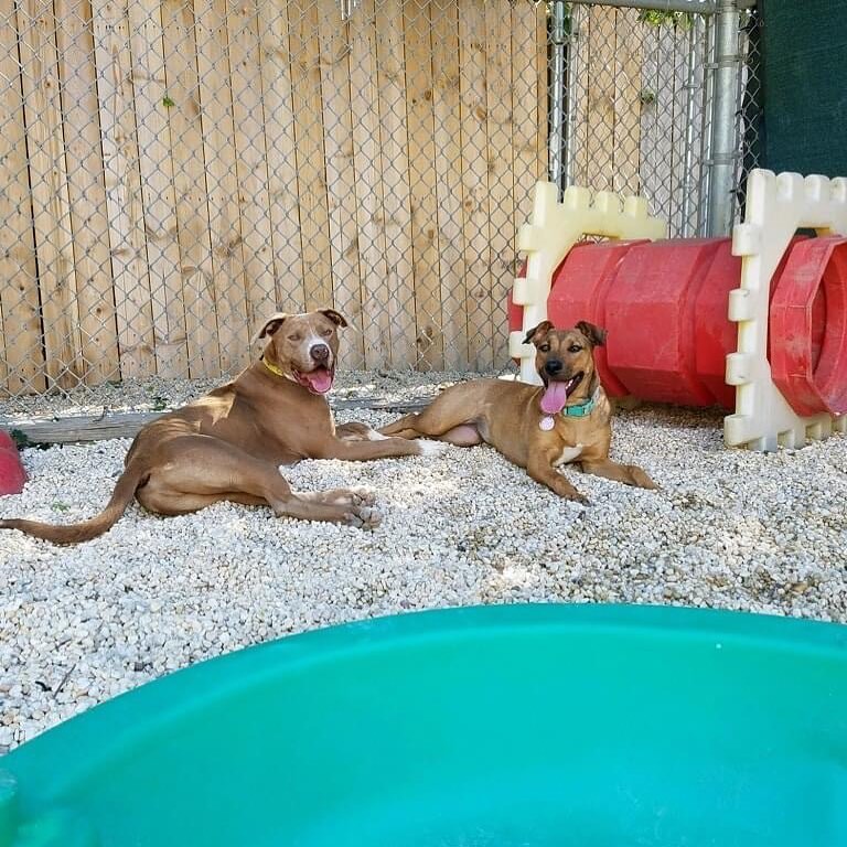 ZANE AND RUBY! 🐾 Sometimes fate has a plan. Zane has been stuck in boarding for a long while, too energetic for most adopters. Ruby got returned because she was not comfortable in that home. Do the two of them met, and they're great together! Anybody want to adopt these two cuties?