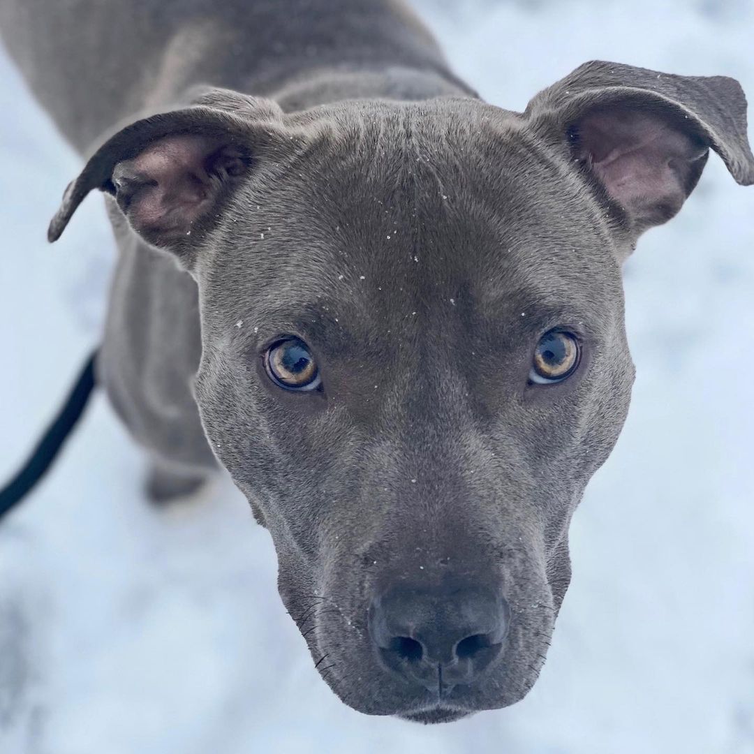 Meet Nina! 🐾

This spunky little lady is ready for her forever home! She is quirky and a lover! ❤️ She keeps a clean kennel and hasn’t shredded a toy we have given her! 
She is small, coming in at under knee height and only about 45-50 lbs. Nina is a lap dog, who will easily become your shadow and want to do everything with you! 
Nina does experience some nervousness when meeting new people especially men, but is easy to come around. 
She will require some patience adjusting to a new home and will need some refreshing on basic obedience, but that will come easy with some hot dogs as her treat of choice! 
Breed/Coloring: Blue/Gray and White Pitbull Mix. 
Sex: Female 
Estimated Age: 4-6 Years Old.
Health History/Alter History: No Known Vaccinations / Not Spayed 
Reason: stray. 
Important Information: 
Cats: She respected our shelter cat and avoided her when hissed at. Introduce slowly. 
Dogs: Meet & greets. 
Children: we would suggest older children only due to her nervousness (12 + or so)
As always, children should be taught to be respectful interactions around dogs. 
Lake County Animal Control
Address: 3390 Dog Track Rd. Baldwin, MI 49304
Hours: Monday - Friday 8:00 AM - 3:00 PM 
Saturday - Sunday CLOSED 
Phone: (231) 745 - 3079 
Please call before arrival to ensure an Animal Control Officer will be there. 
Please leave a message and we will be sure to get back to you ASAP! 
Fees REQUIRED upon adoption: 
Adoption Fee $20.00
Refundable Spay/Neuter Deposit: $25.00 ($45.00 Total)
CASH or CHECK only! 
Eligible for a $125 in coupons towards her spay! 
Fill out an adoption application TODAY! 
https://form.jotform.com/lakecountyanimalcontrol/adoption-application

View Nina on Petfinder: https://www.petfinder.com/dog/nina-47187099/mi/baldwin/lake-county-animal-control-mi1081/

SHARE to find Nina a home!