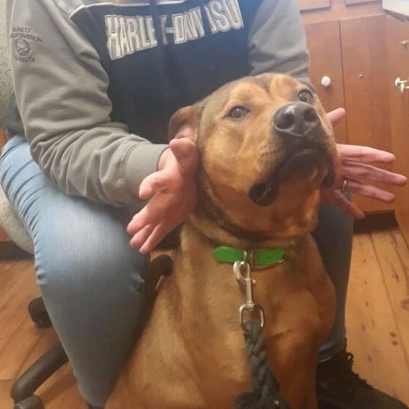 You know it's funny, we have two Logans at the shelter right now. The little kitten and this big ol baby. I dont know if you can tell but he very much enjoys a massage.

<a target='_blank' href='https://www.instagram.com/explore/tags/adoptdontshop/'>#adoptdontshop</a> <a target='_blank' href='https://www.instagram.com/explore/tags/dogsofinstagram/'>#dogsofinstagram</a> <a target='_blank' href='https://www.instagram.com/explore/tags/dogstagram/'>#dogstagram</a> <a target='_blank' href='https://www.instagram.com/explore/tags/dogforadoption/'>#dogforadoption</a> <a target='_blank' href='https://www.instagram.com/explore/tags/toungeouttuesday/'>#toungeouttuesday</a>